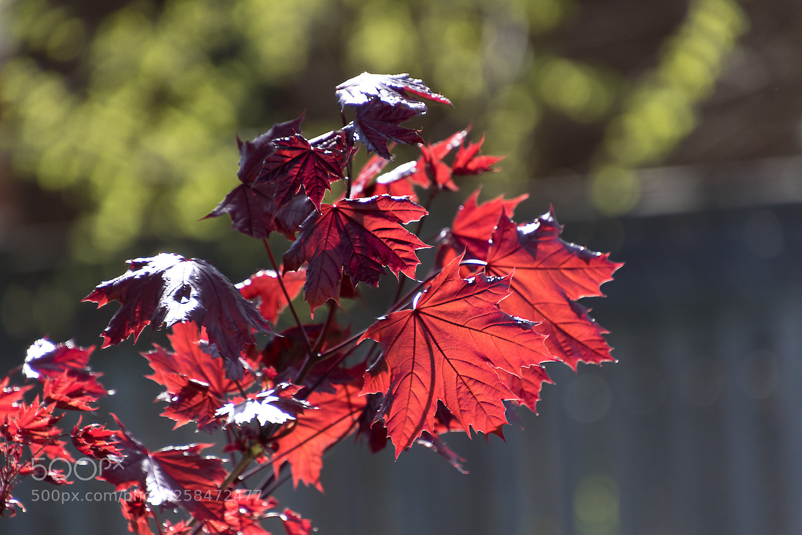 Canon EOS 7D Mark II sample photo. Red maple photography