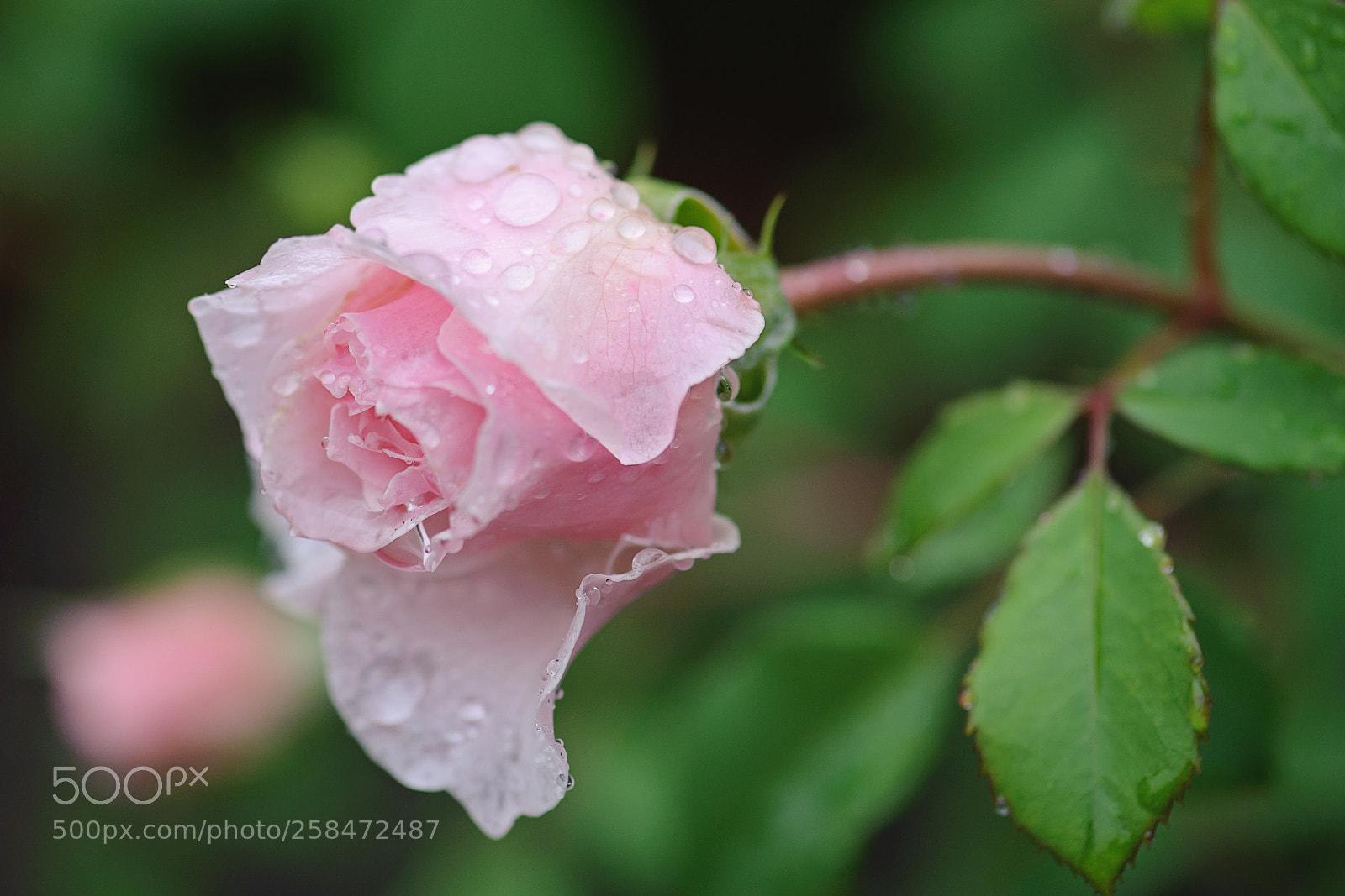 Nikon D700 sample photo. Raindrops on rose photography