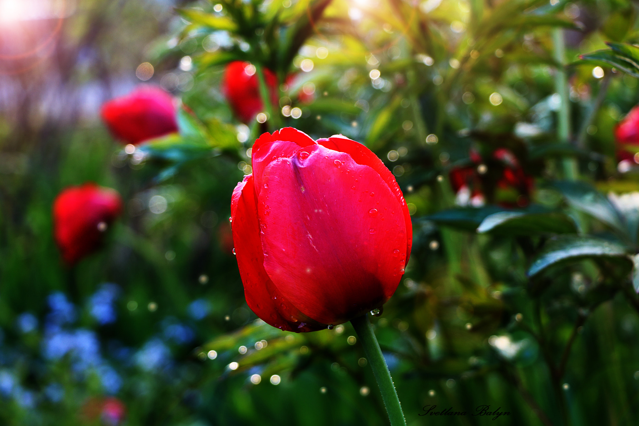 Canon EOS 750D (EOS Rebel T6i / EOS Kiss X8i) sample photo. роса photography