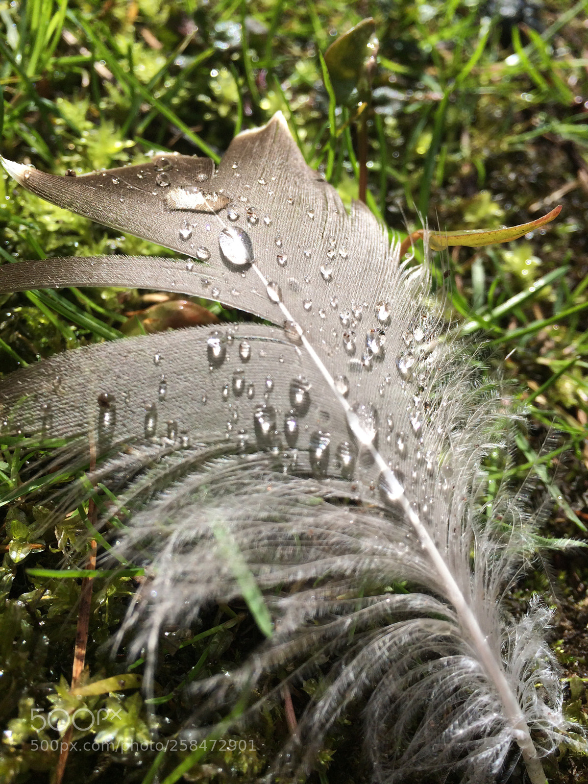 Apple iPhone 5s sample photo. Plume d’eau ? photography