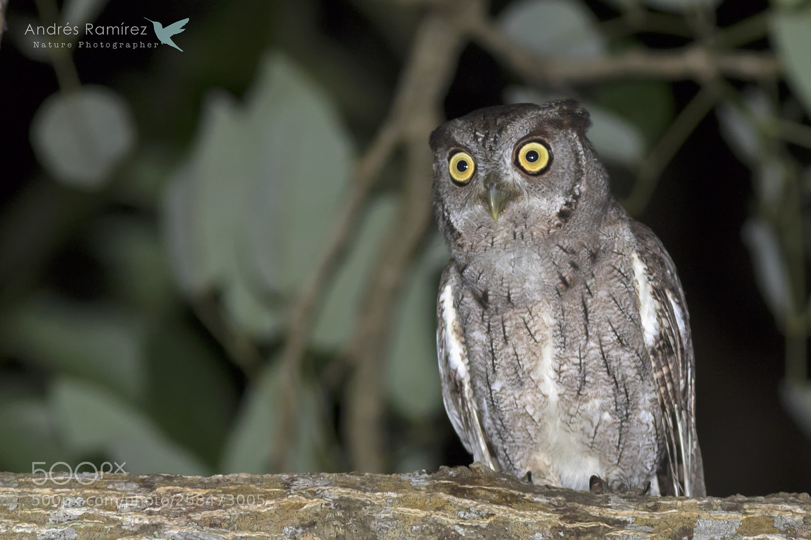 Canon EOS 7D Mark II sample photo. Pacific screech-owl (megascops cooperi) photography