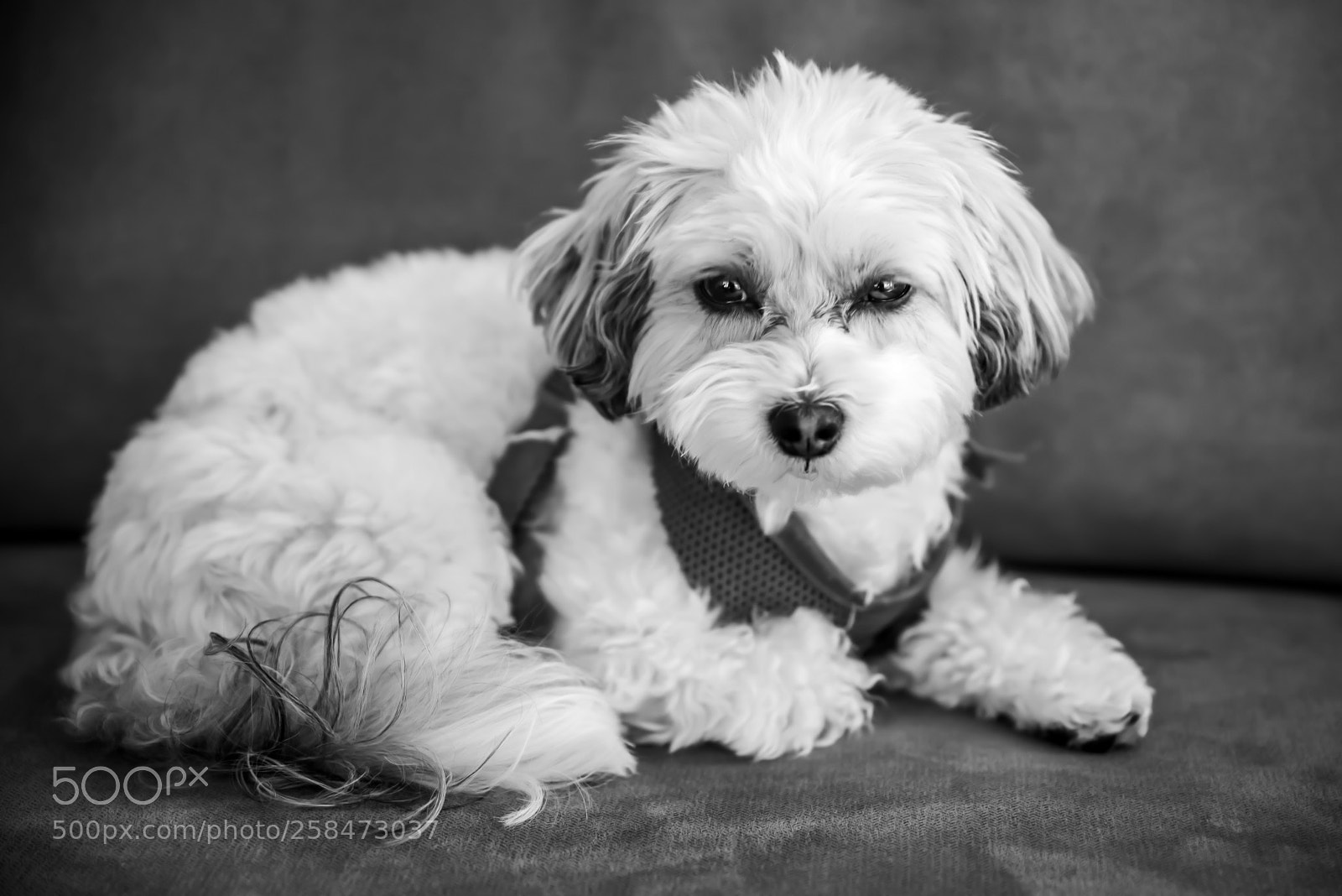 Nikon D750 sample photo. Preston photography