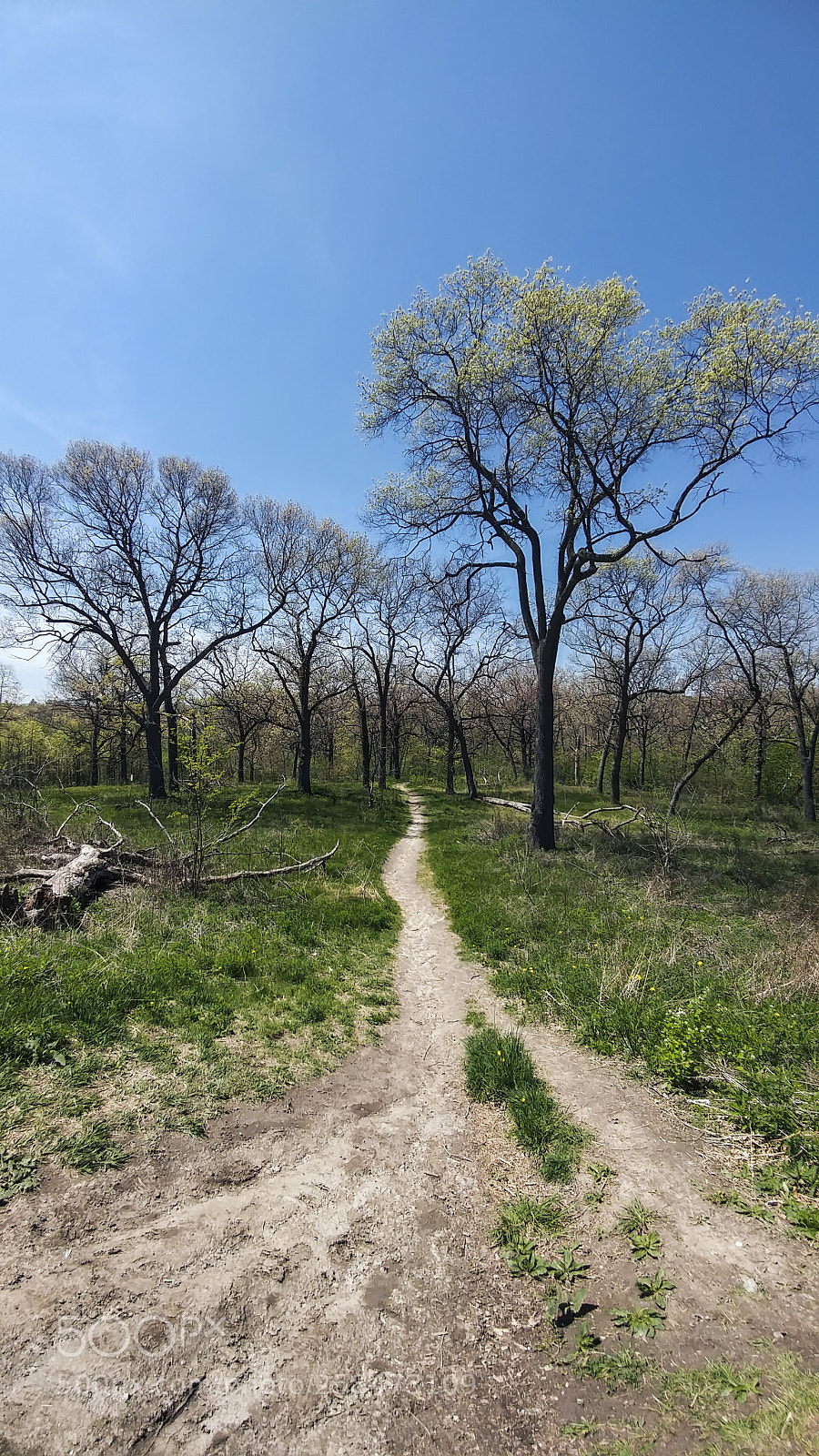 LG G5 sample photo. High park photography