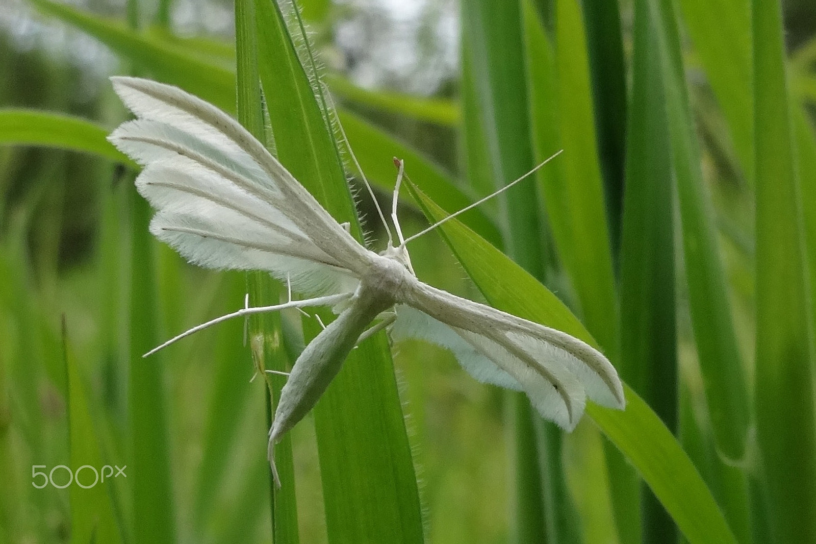 Sony Cyber-shot DSC-WX300 sample photo. White plume moth is like an angel photography