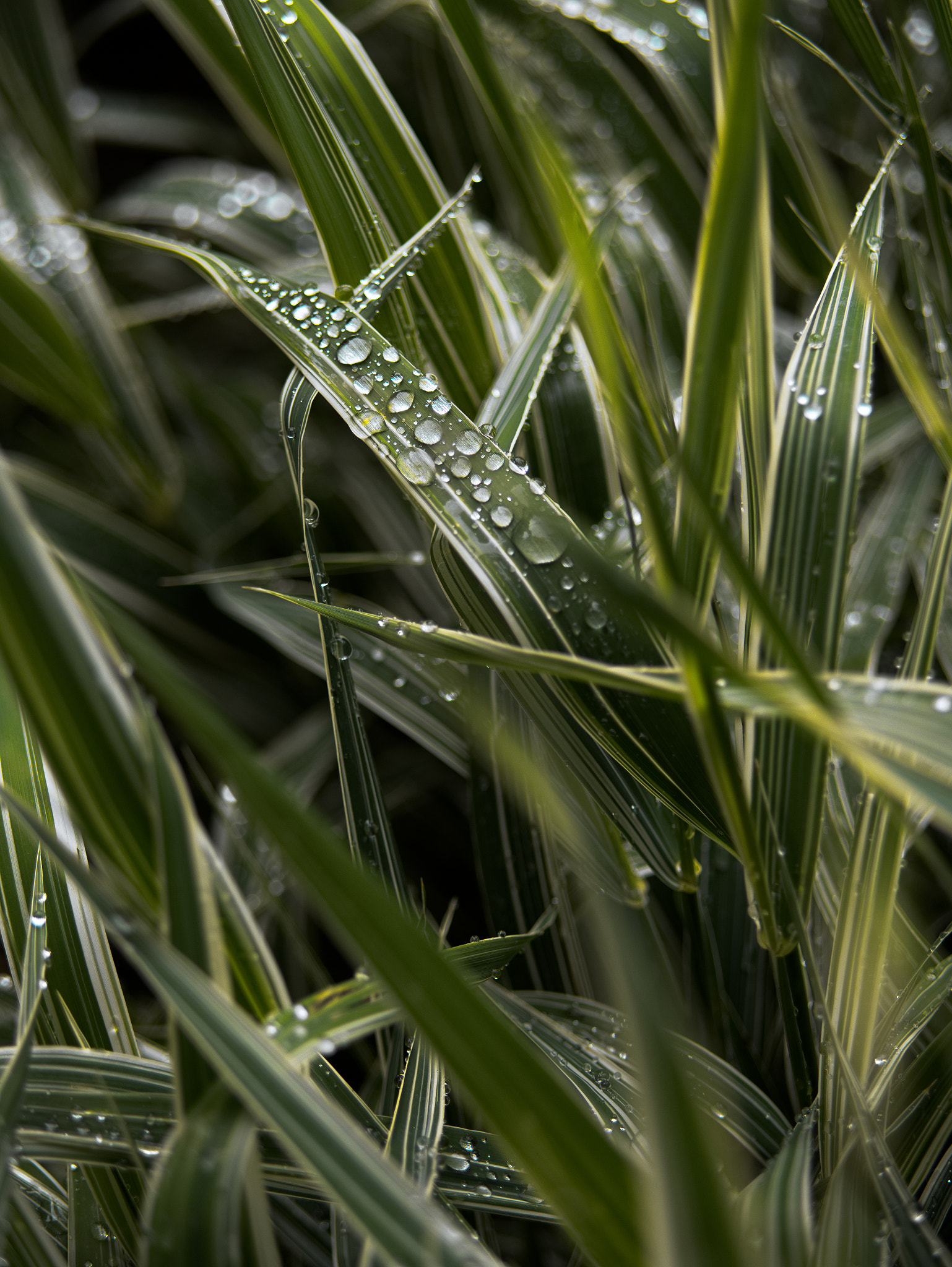 Panasonic Lumix DC-GX9 sample photo. Le printemps dans la ville photography