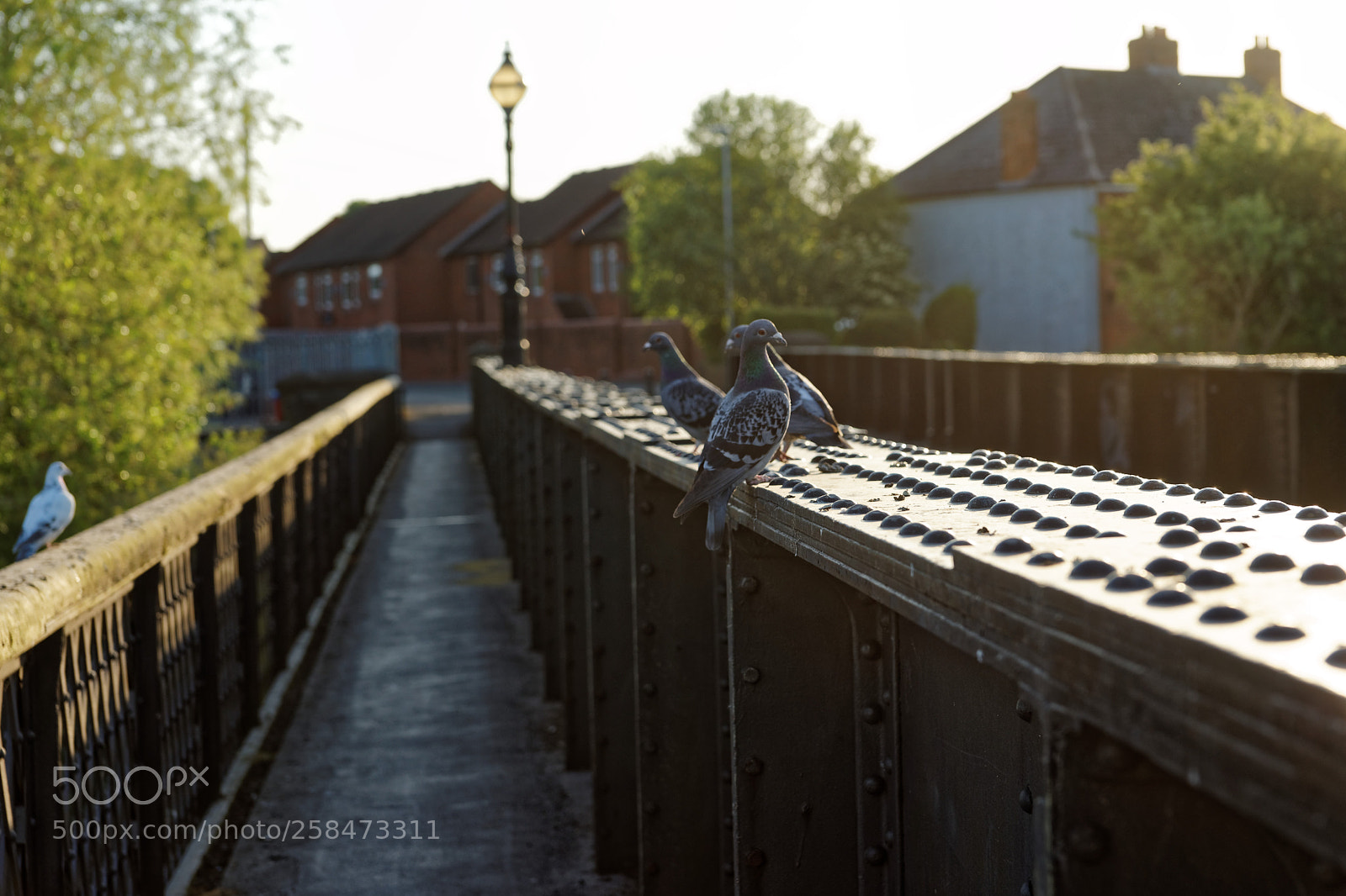 Sony SLT-A99V sample photo. Evening roost photography