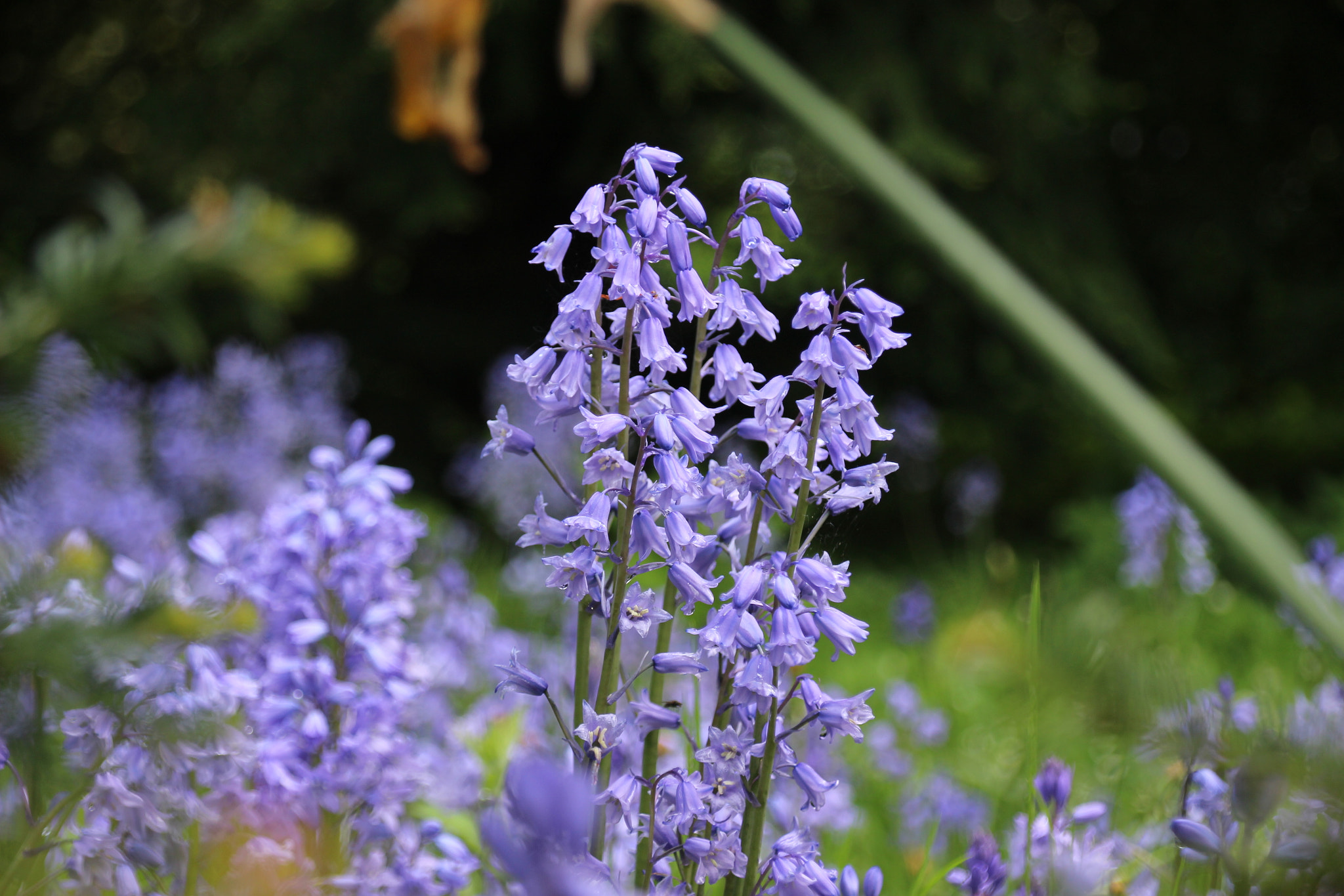 Canon EOS 100D (EOS Rebel SL1 / EOS Kiss X7) + Canon TS-E 90mm F2.8 Tilt-Shift sample photo. Blue bell delight photography