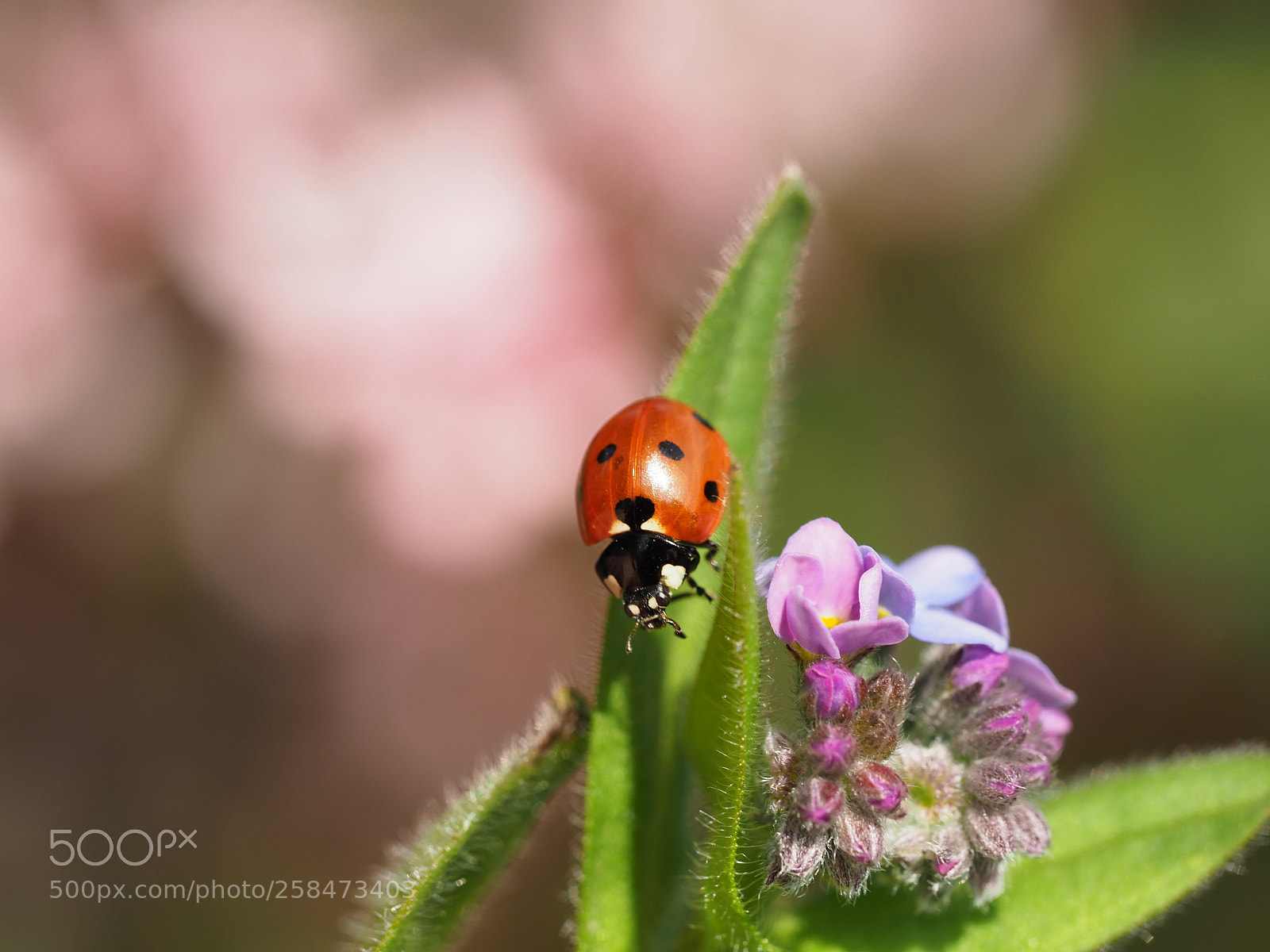 Olympus OM-D E-M1 Mark II sample photo. Ladybird photography