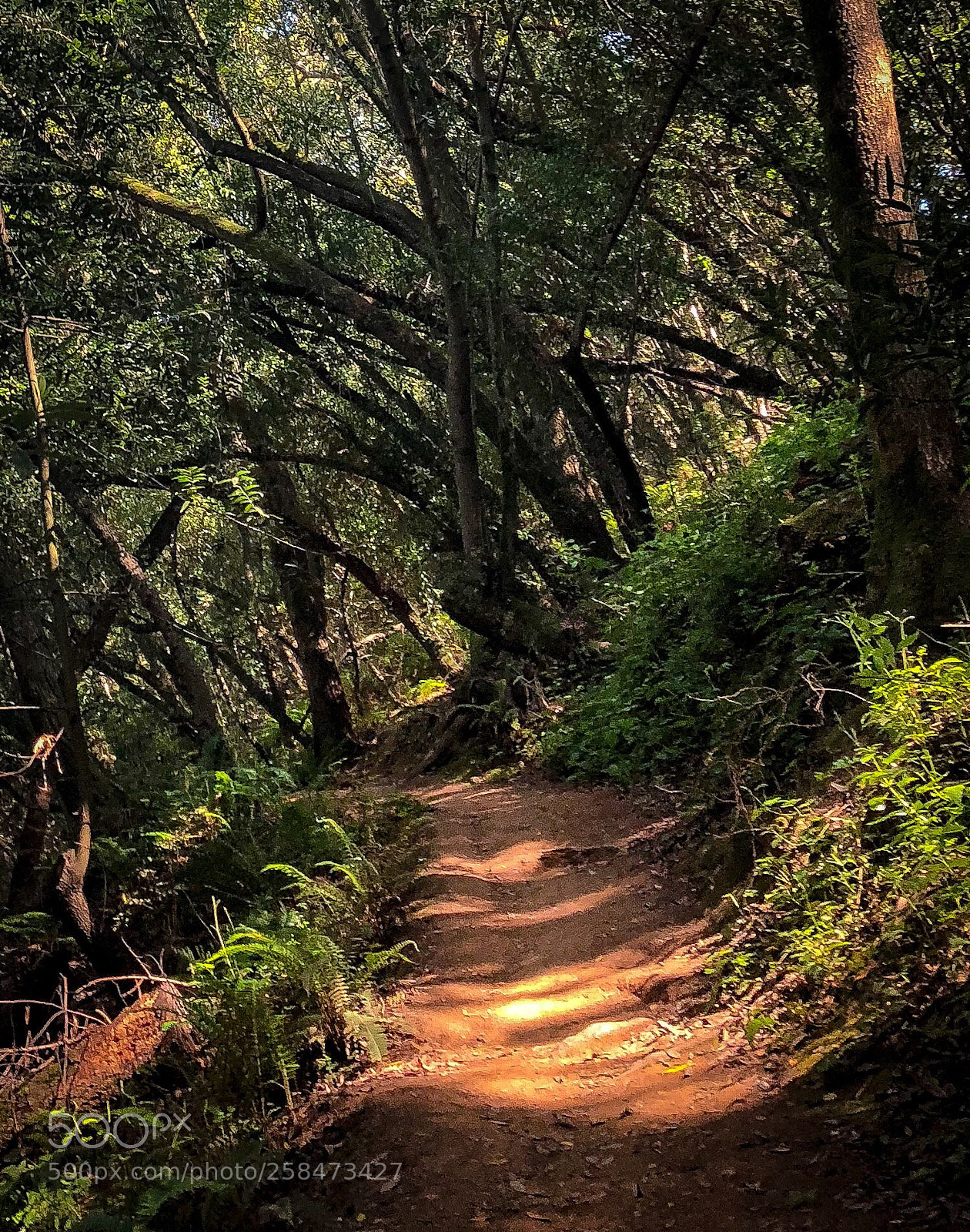 Apple iPhone 8 Plus sample photo. On the trail photography