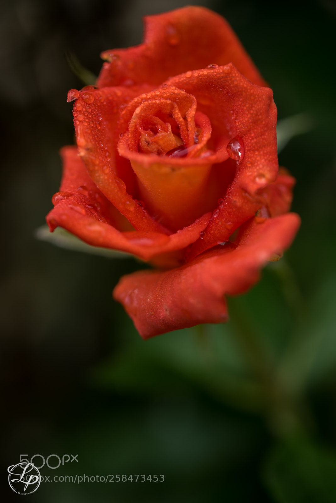 Nikon D750 sample photo. Red rose photography