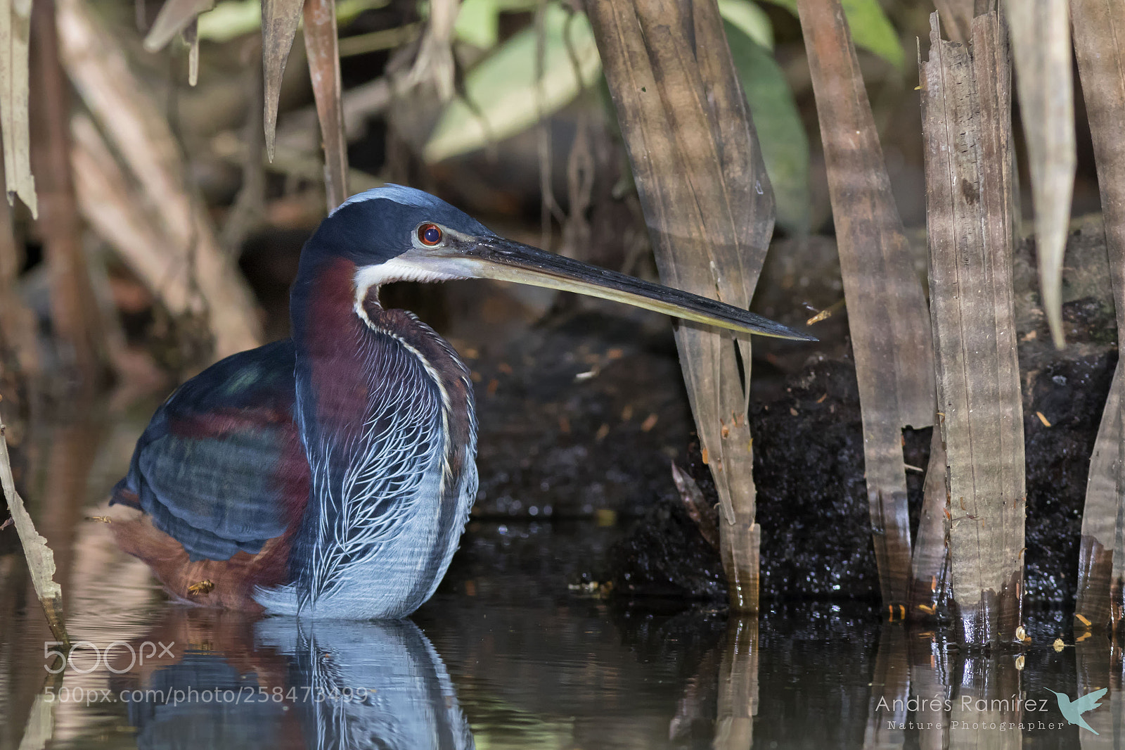 Canon EOS 7D Mark II sample photo. Agami heron (agamia agami) photography