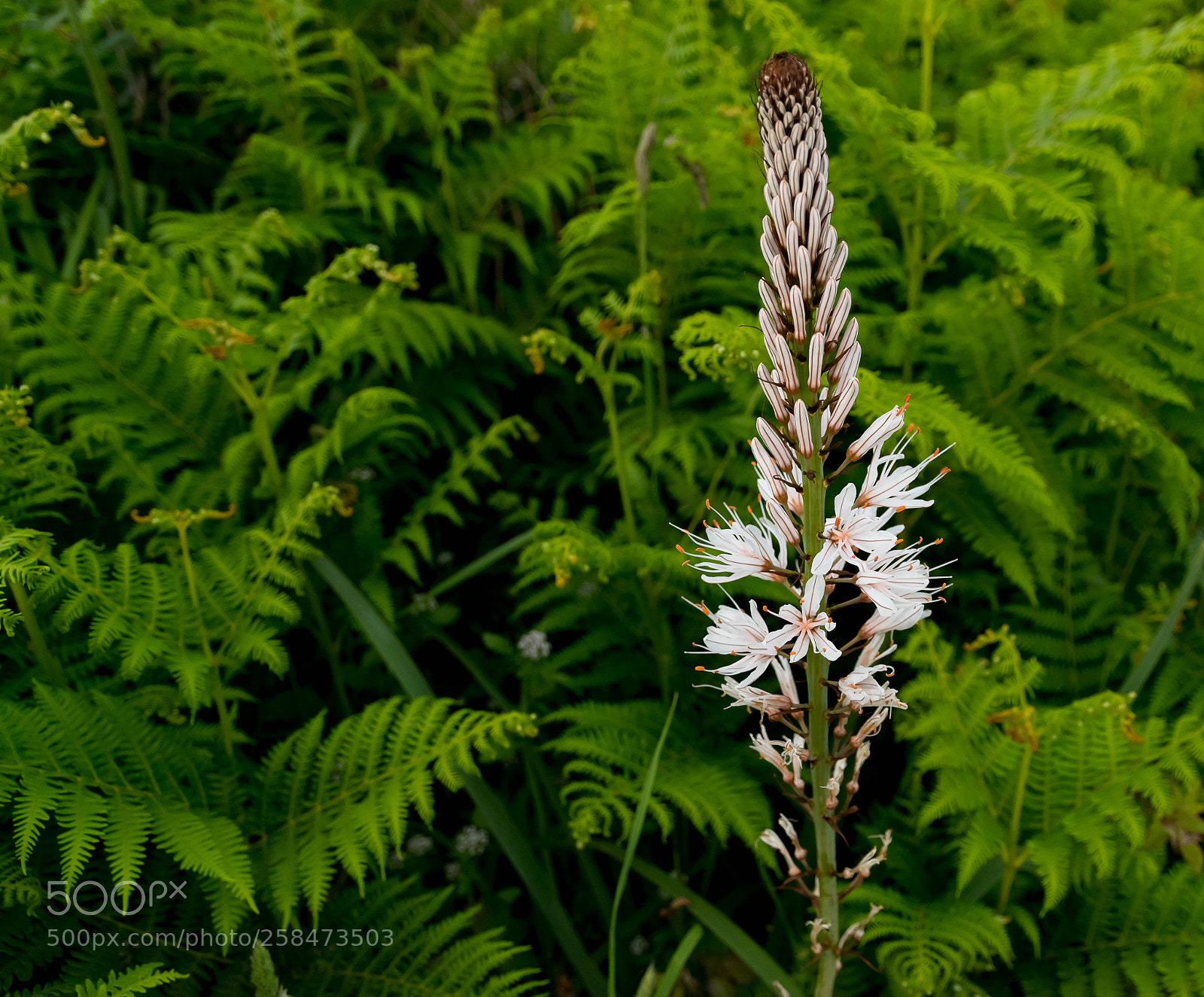 Nikon D5500 sample photo. Green photography