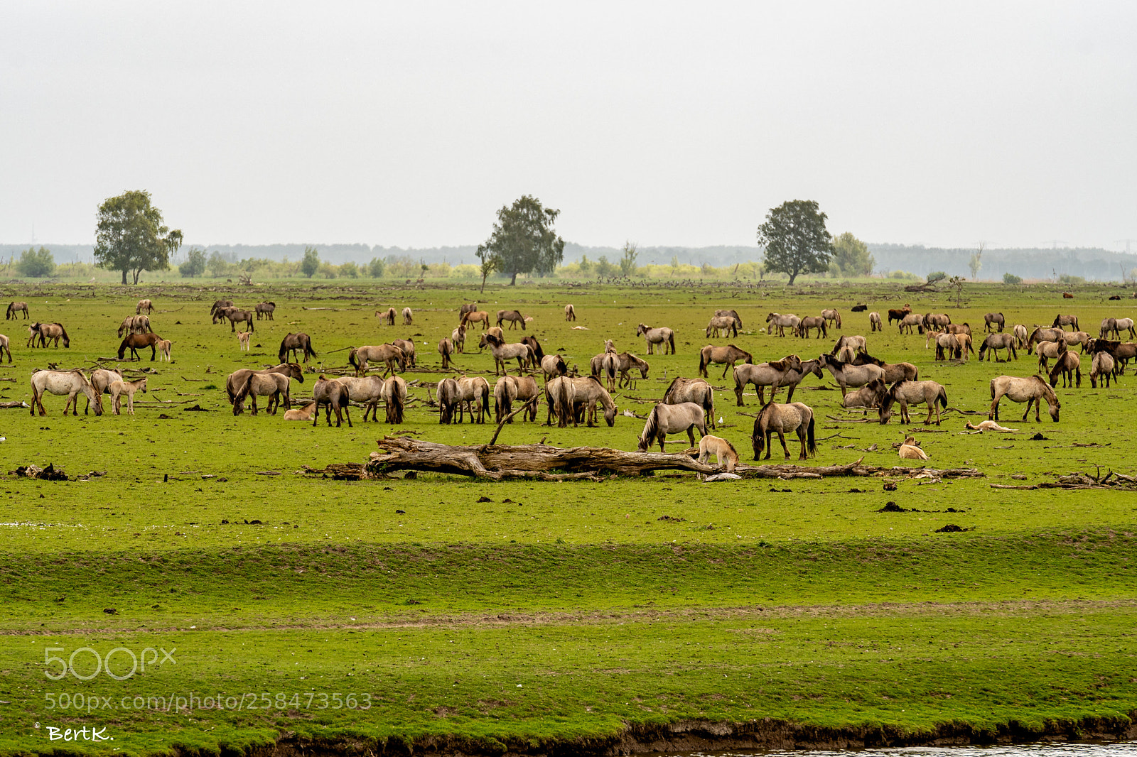 Nikon D500 sample photo. Wild horses. photography