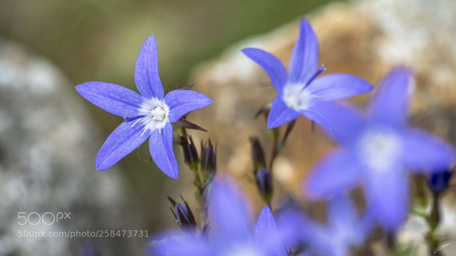Nikon D5500 sample photo. ***flowers *** photography