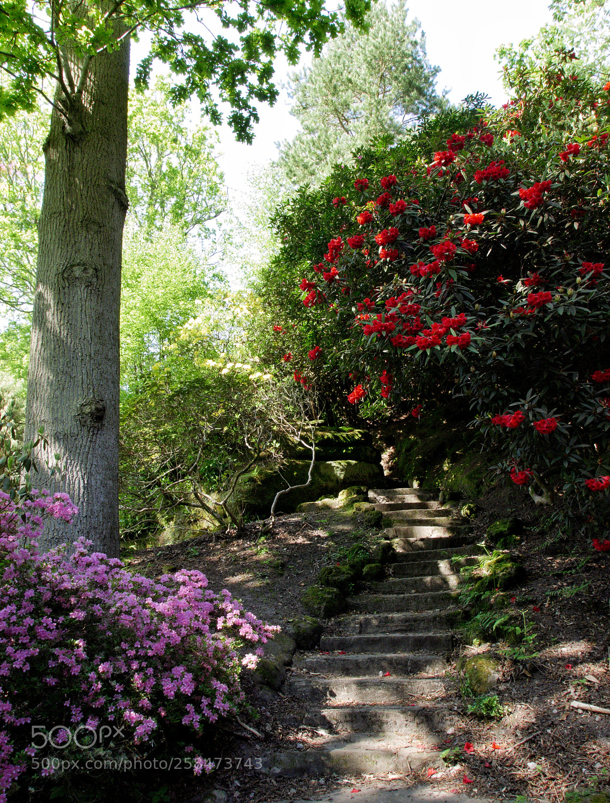 Panasonic Lumix DMC-LX100 sample photo. Rhododendrons at wakehurst place photography