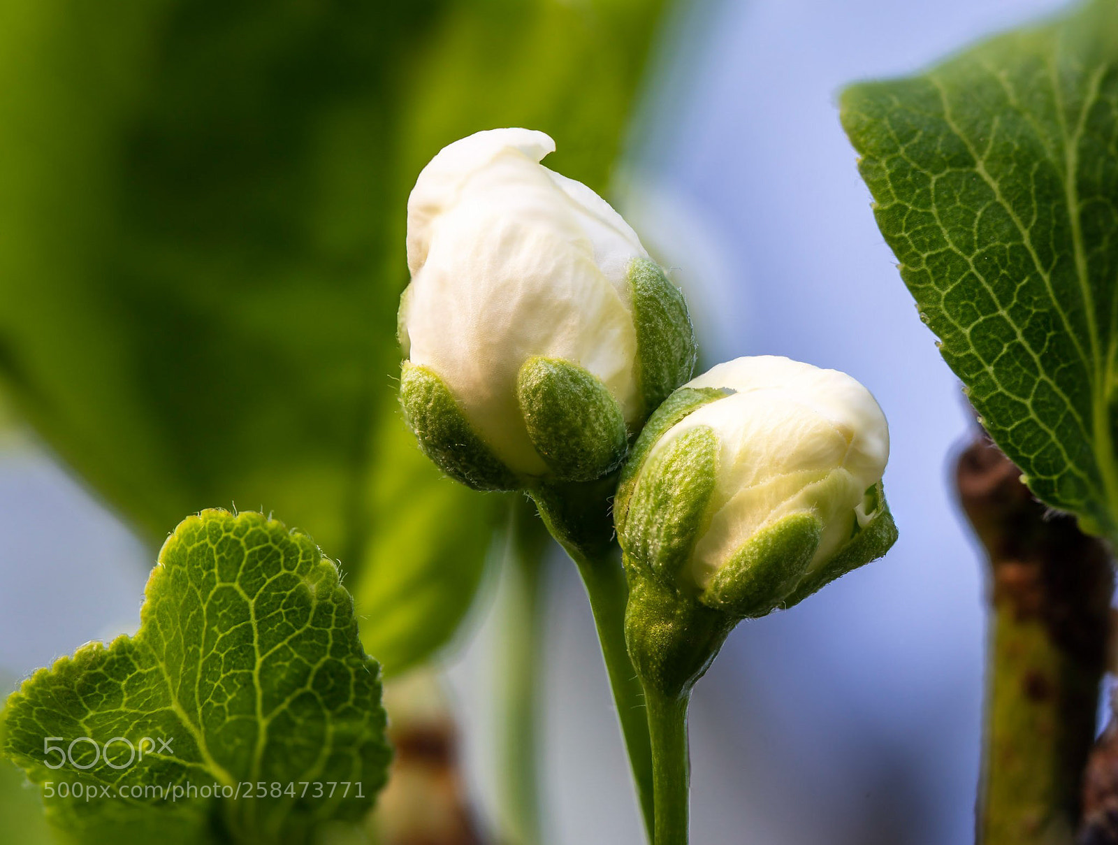 Sony a6300 sample photo. Buds of prumus domestica photography