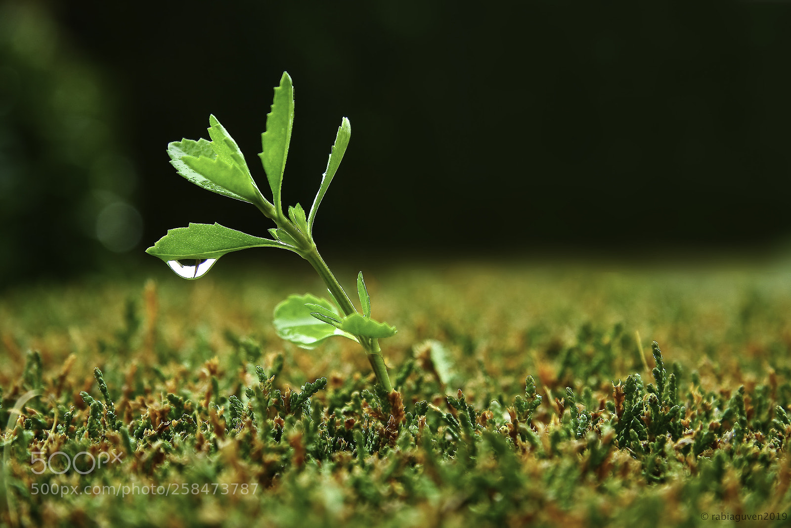 Canon EOS 40D sample photo. Green photography
