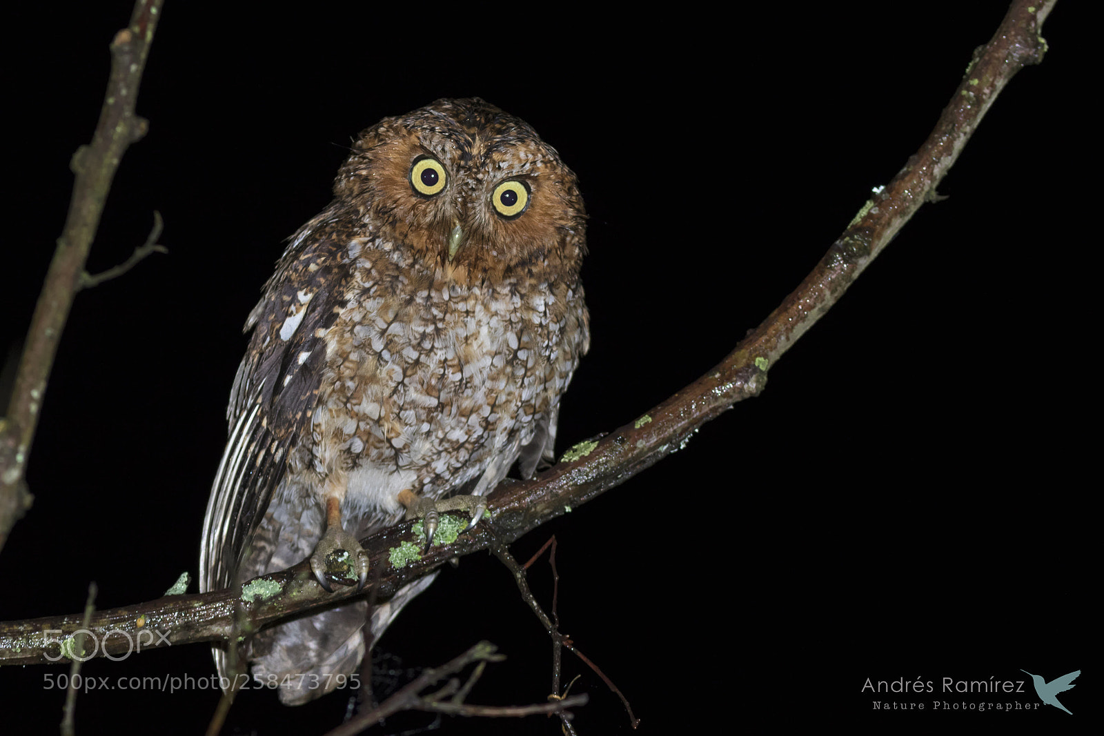 Canon EOS 7D Mark II sample photo. Bare-shanked screech-owl (megascops clarkii) photography