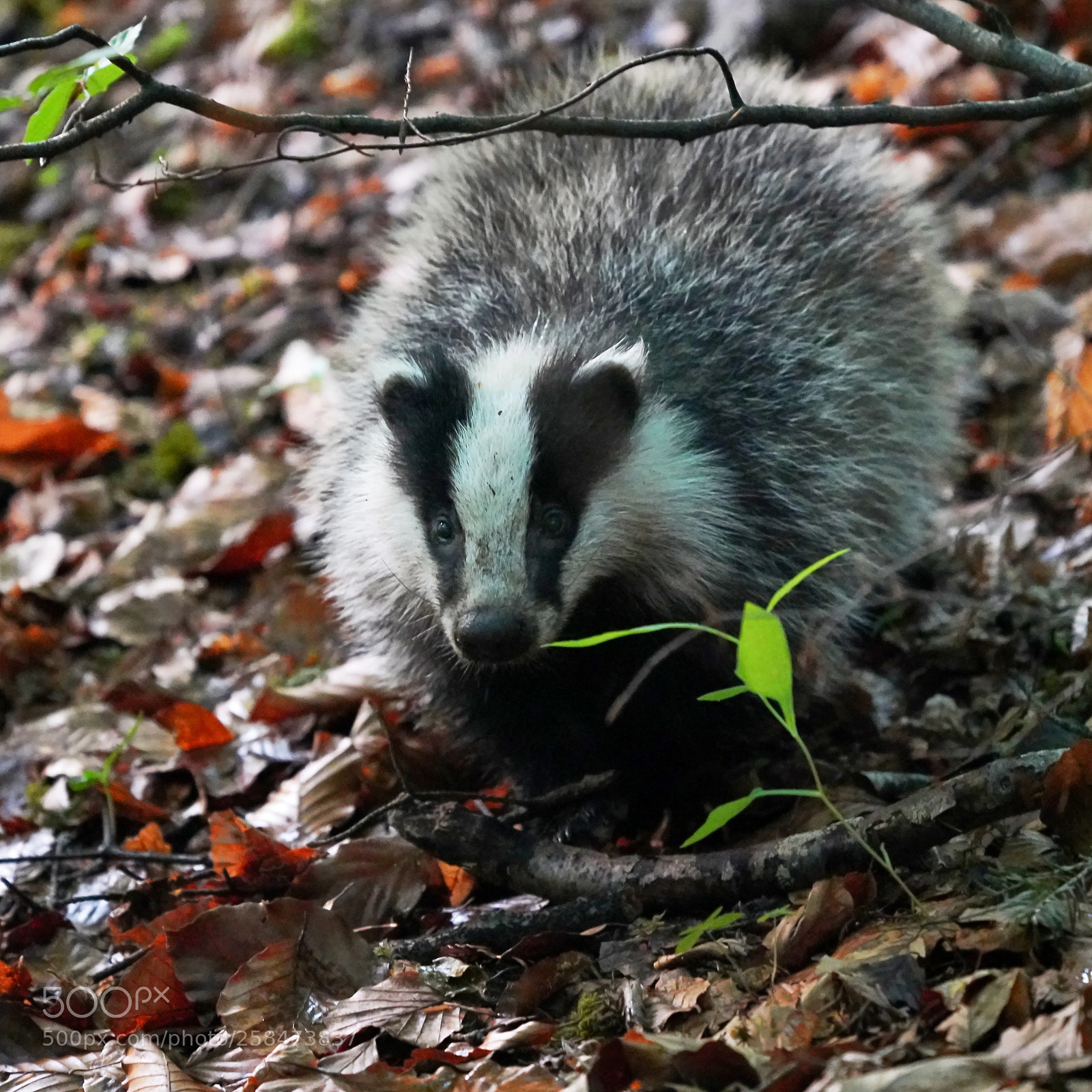 Sony a7R III sample photo. Encounter in the woods photography