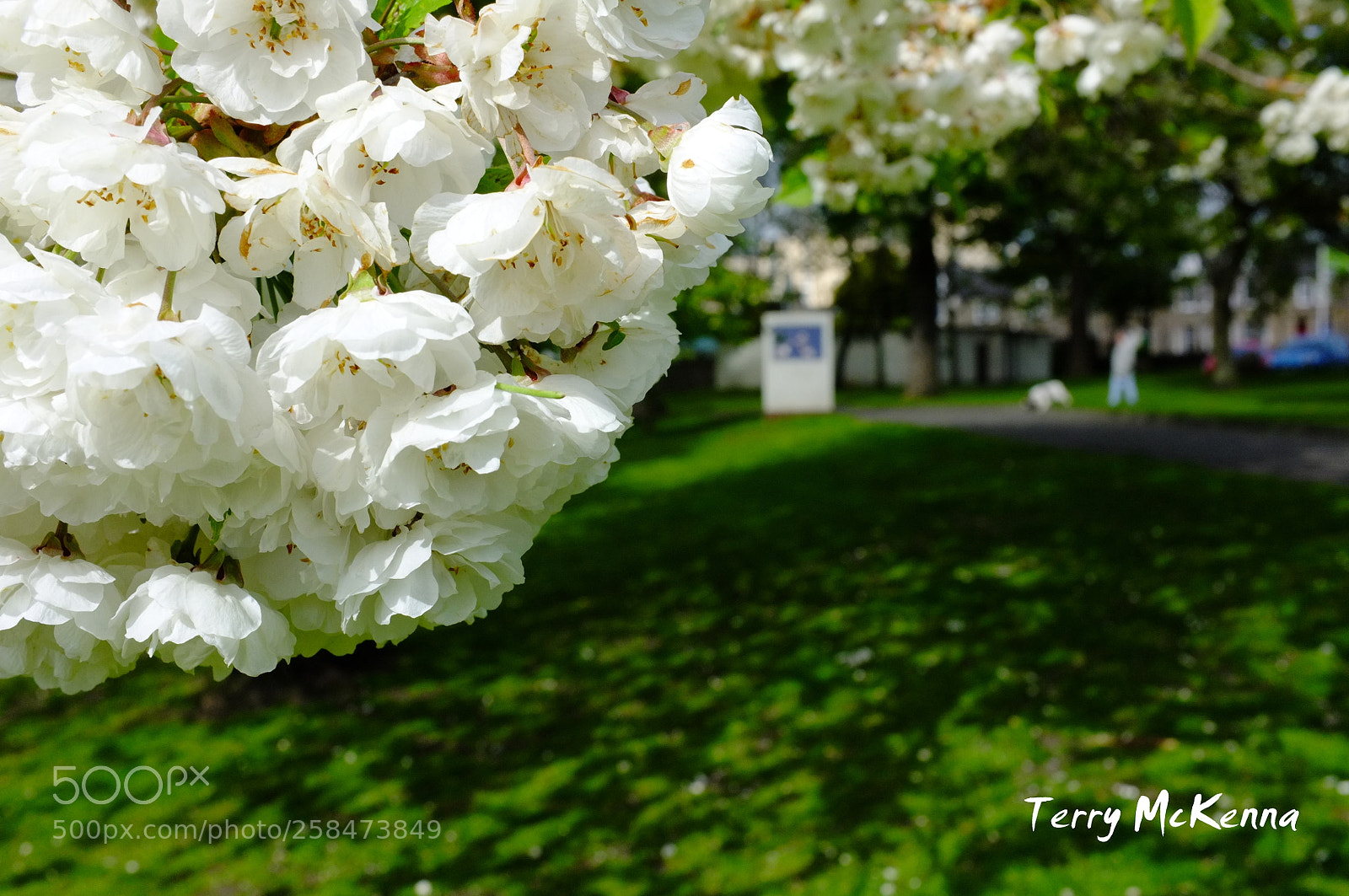 Fujifilm FinePix X100 sample photo. Cherry blossoms photography