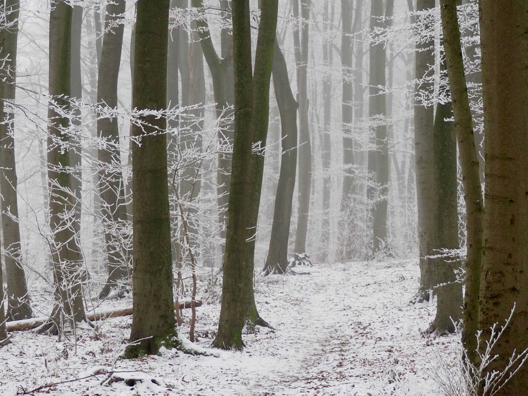 Olympus PEN E-PL7 sample photo. Winterwald photography