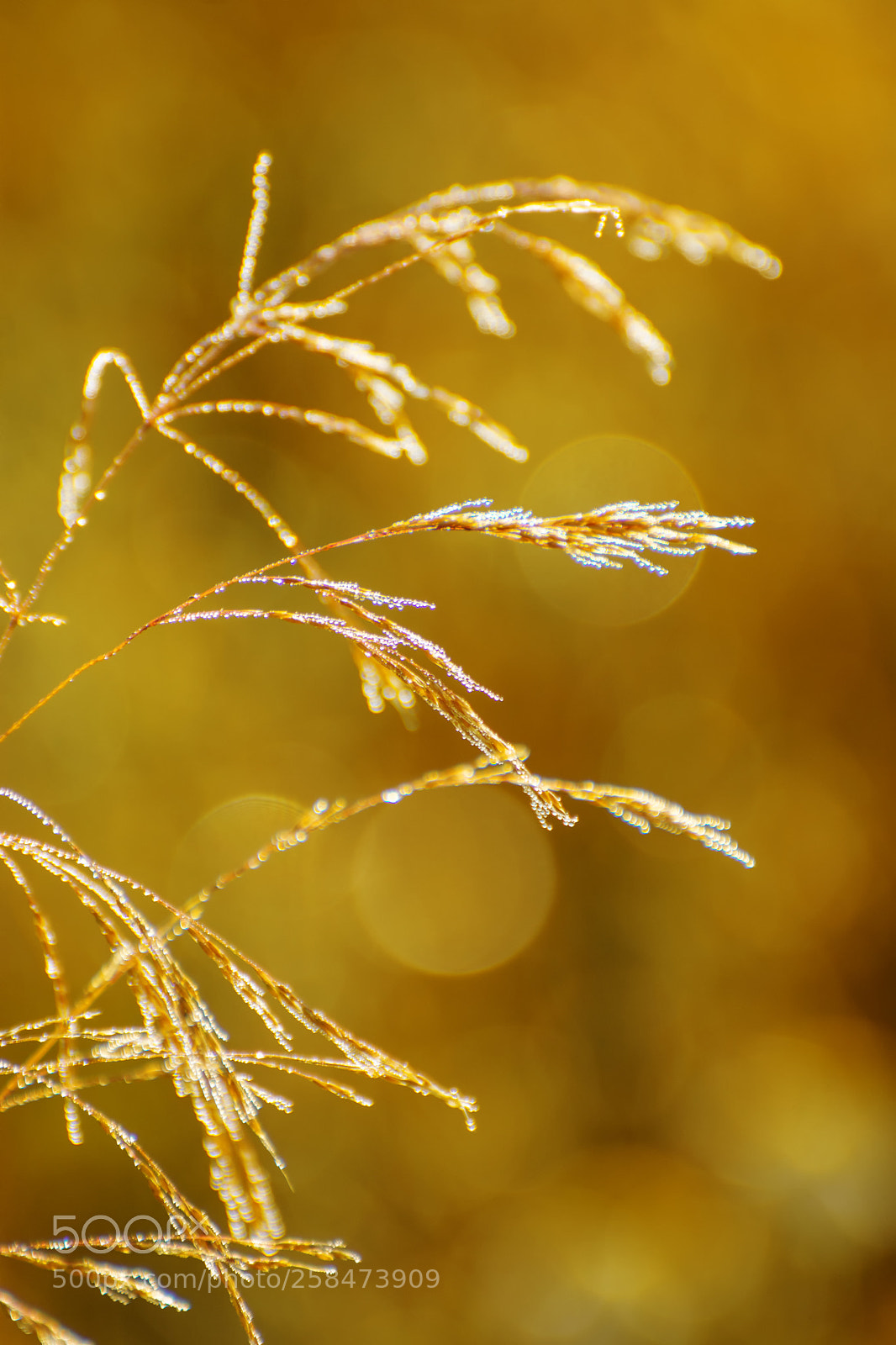 Nikon D7200 sample photo. Morning dew photography