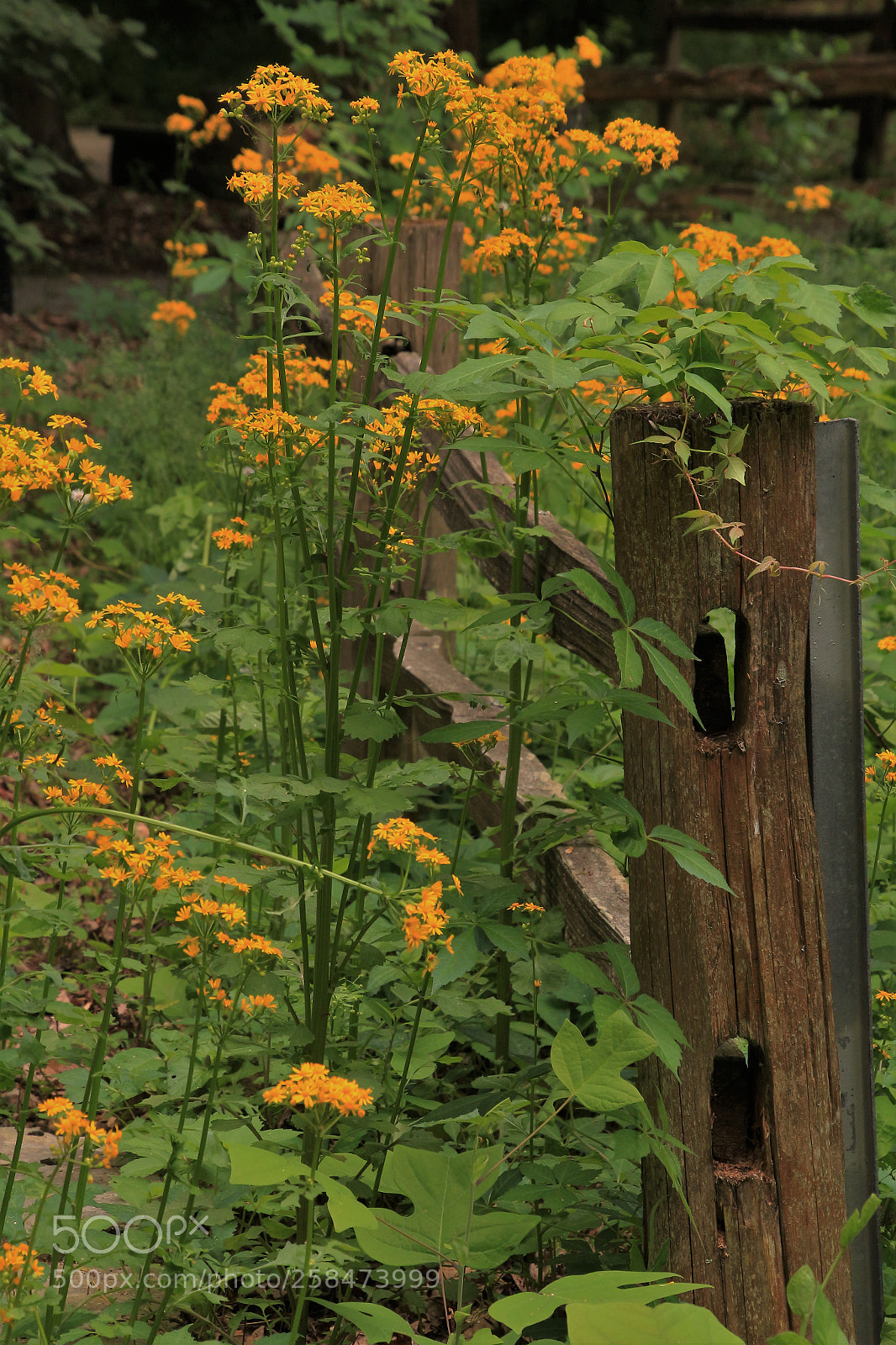 Canon EOS 700D (EOS Rebel T5i / EOS Kiss X7i) sample photo. Fence row photography