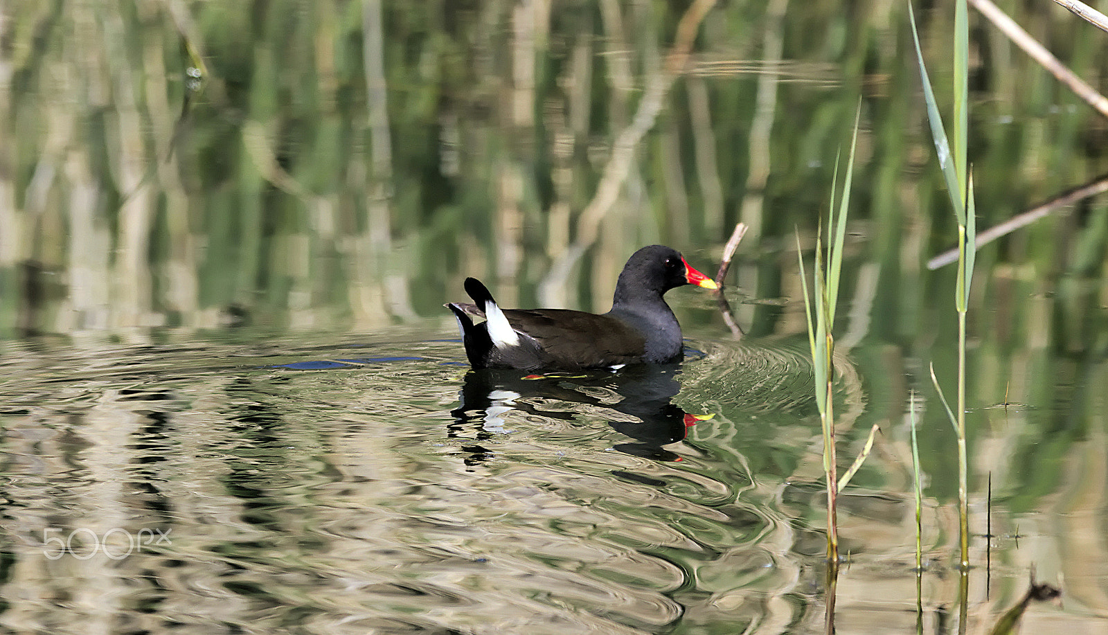 Sigma 150-600mm F5-6.3 DG OS HSM | C sample photo. Duck i think photography