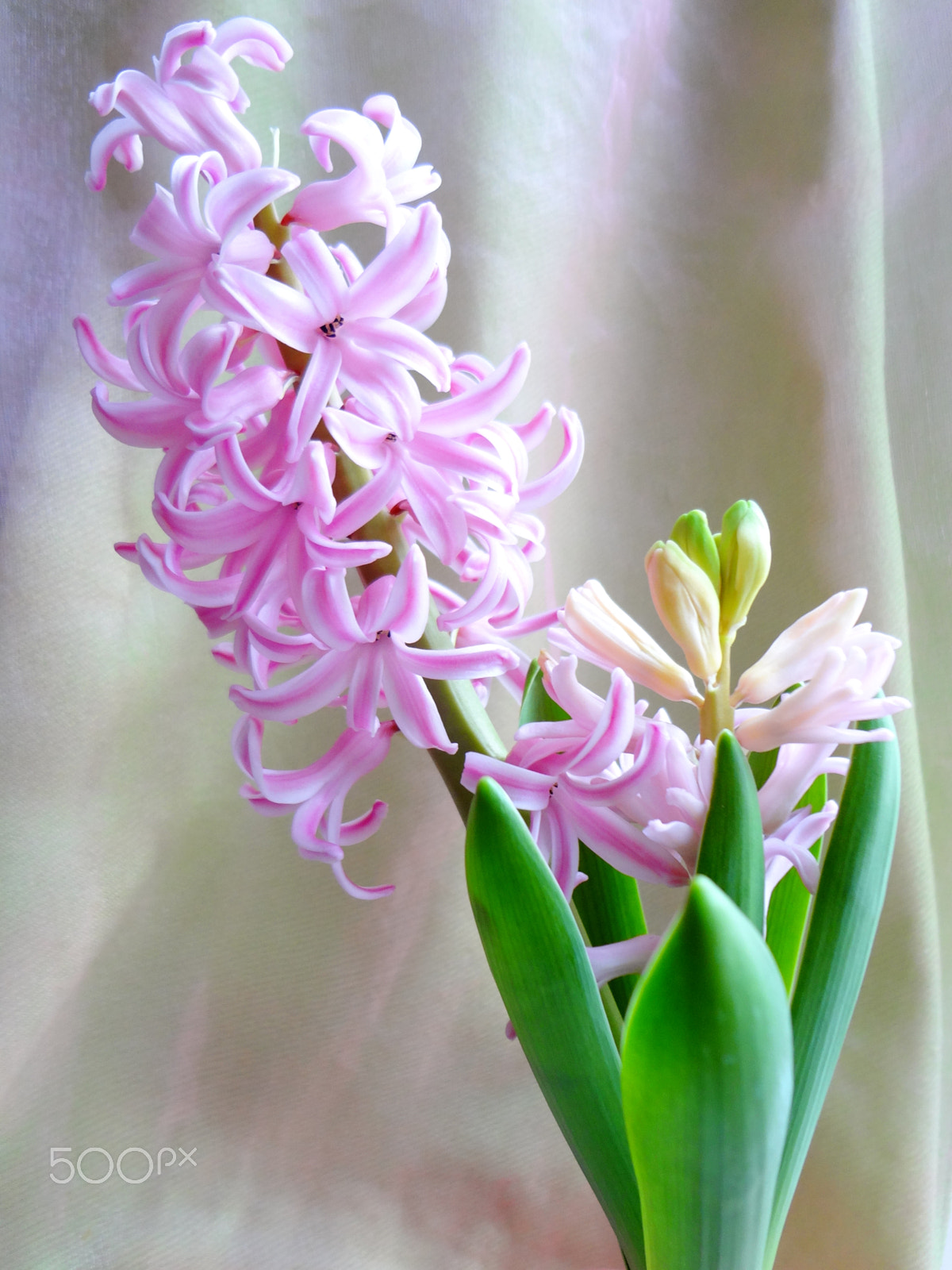 Sony Cyber-shot DSC-WX50 sample photo. Hyacinth flowering photography