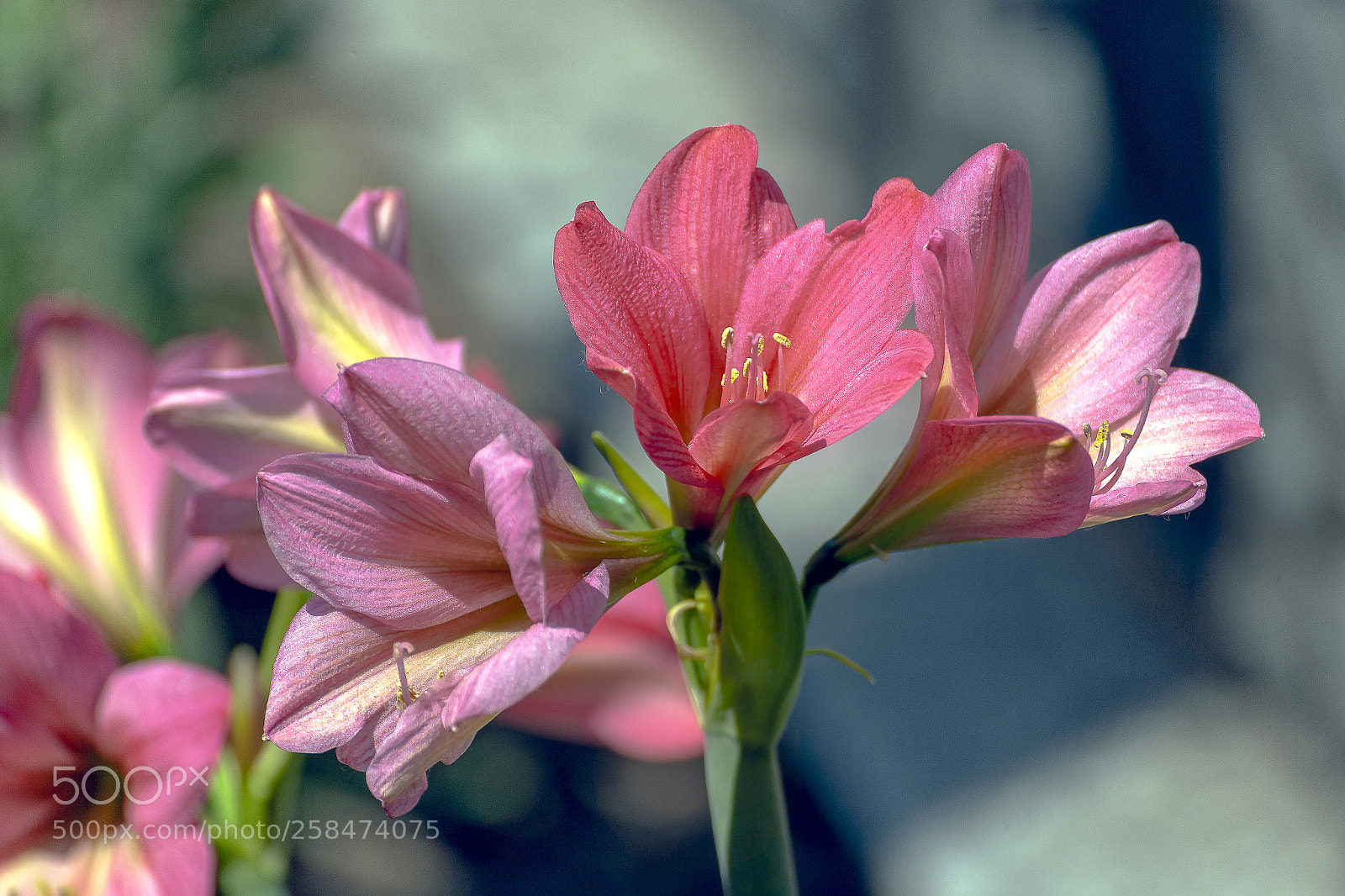 Canon EOS-1Ds Mark II sample photo. Untitled photography