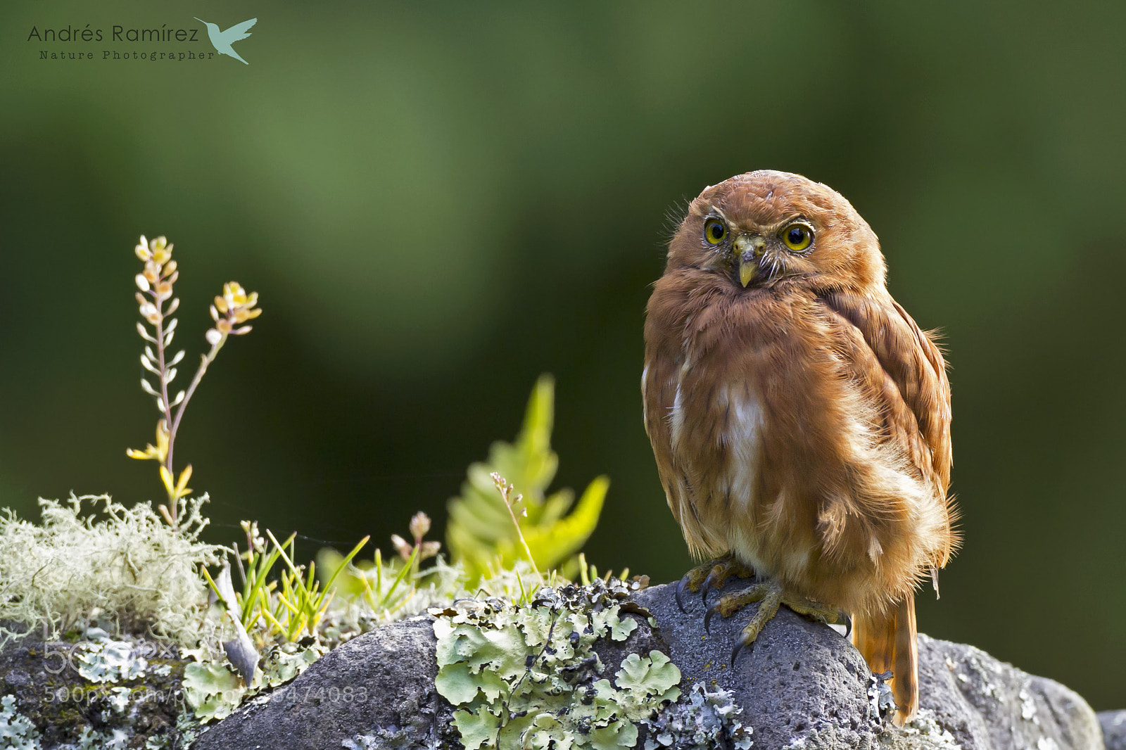 Canon EOS 60D sample photo. Costa rican pygmy-owl glaucidium photography