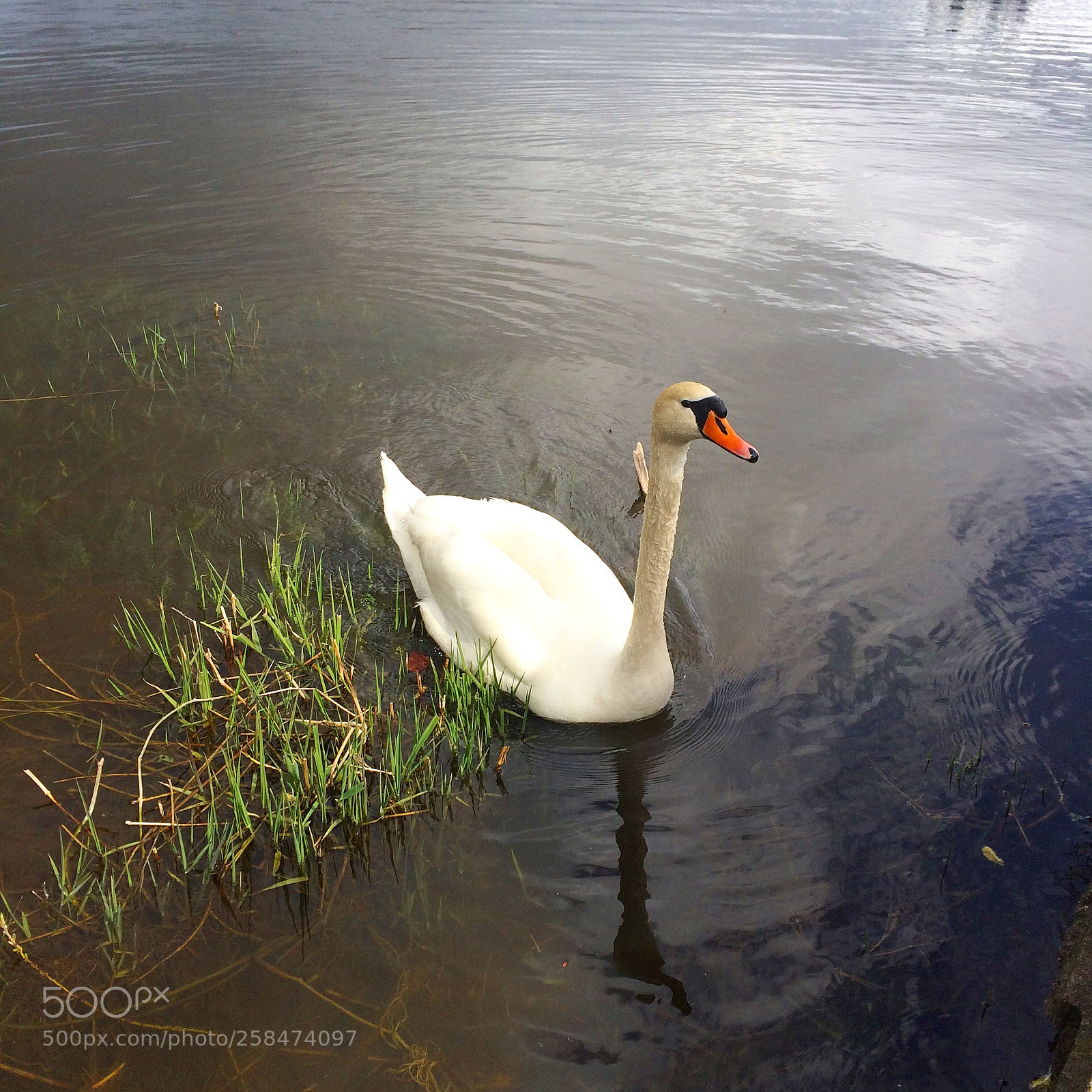 Apple iPhone 5s sample photo. Le jeune cygne photography