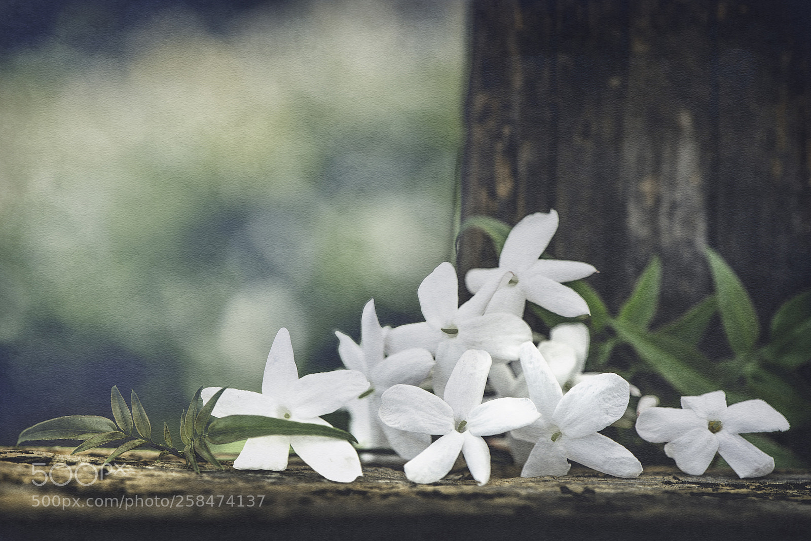 Nikon D600 sample photo. Jasmine season photography