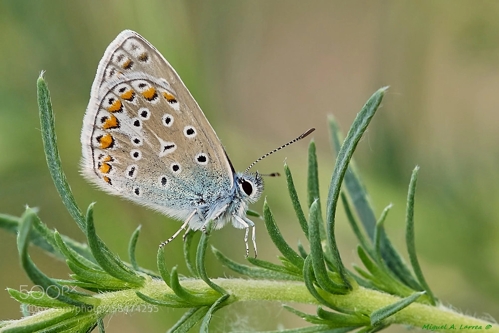 Sony ILCA-77M2 sample photo. Polyommatus icarus photography