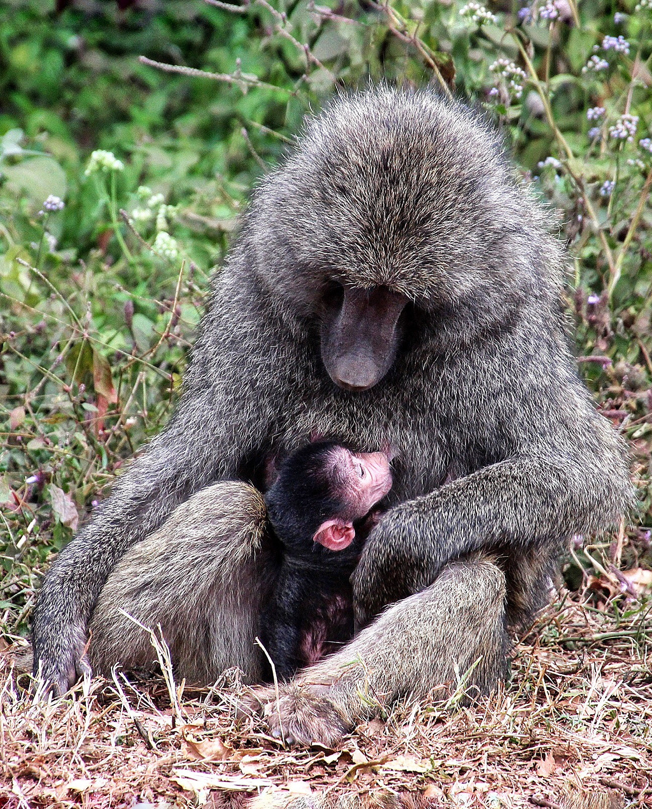 Canon EOS 600D (Rebel EOS T3i / EOS Kiss X5) sample photo. Baboon with baby photography