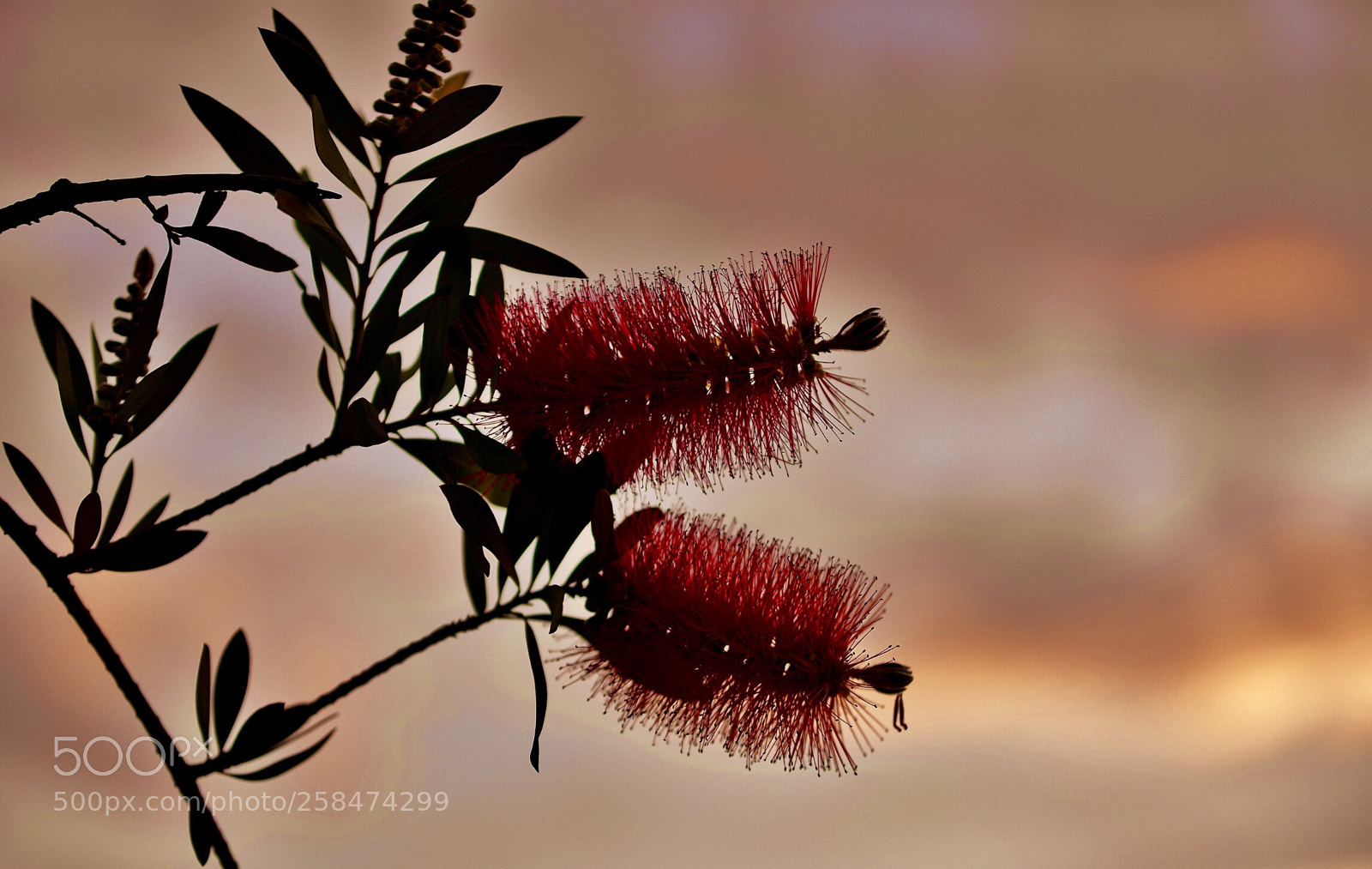 Nikon D610 sample photo. Kizil tonlari photography