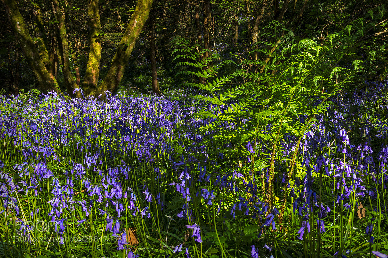 Canon EOS 80D sample photo. Spring colours photography