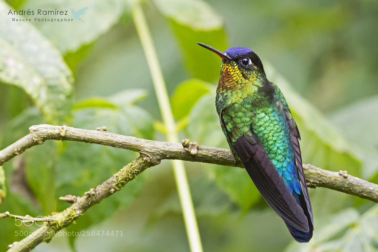 Canon EOS 7D sample photo. Fiery-throated hummingbird (panterpe insignis) photography