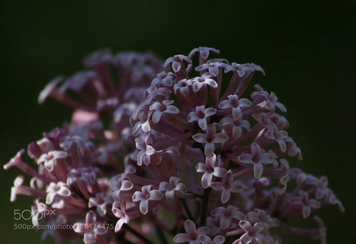 Canon EOS 7D sample photo. Spring... photography