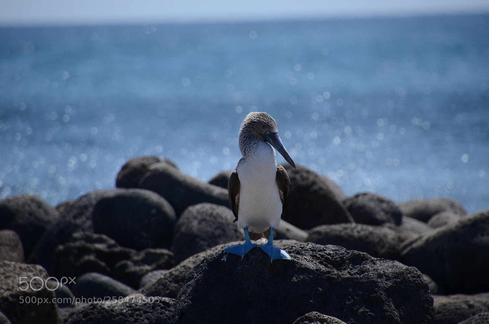 Nikon D7000 sample photo. Blue footed bobby  photography