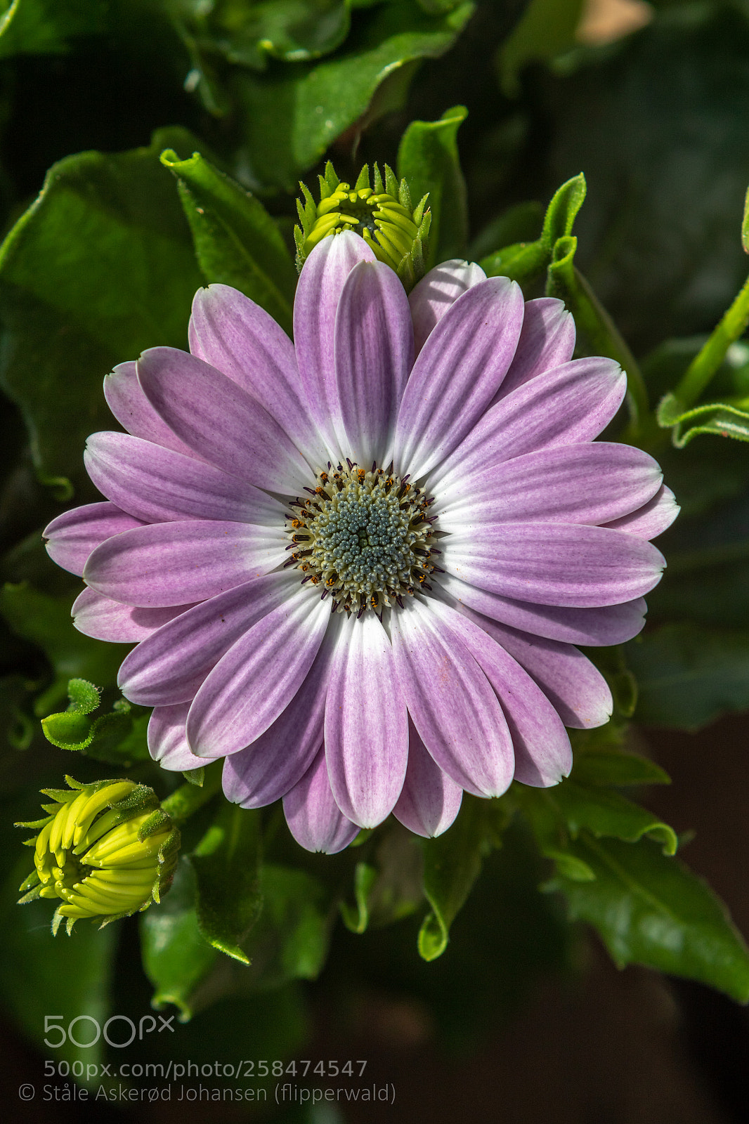 Canon EOS 7D Mark II sample photo. Do not ask photography