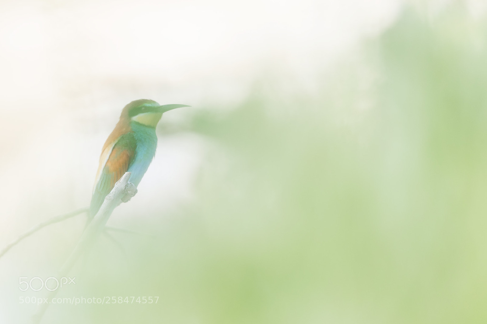Canon EOS-1D X Mark II sample photo. Bee eater photography