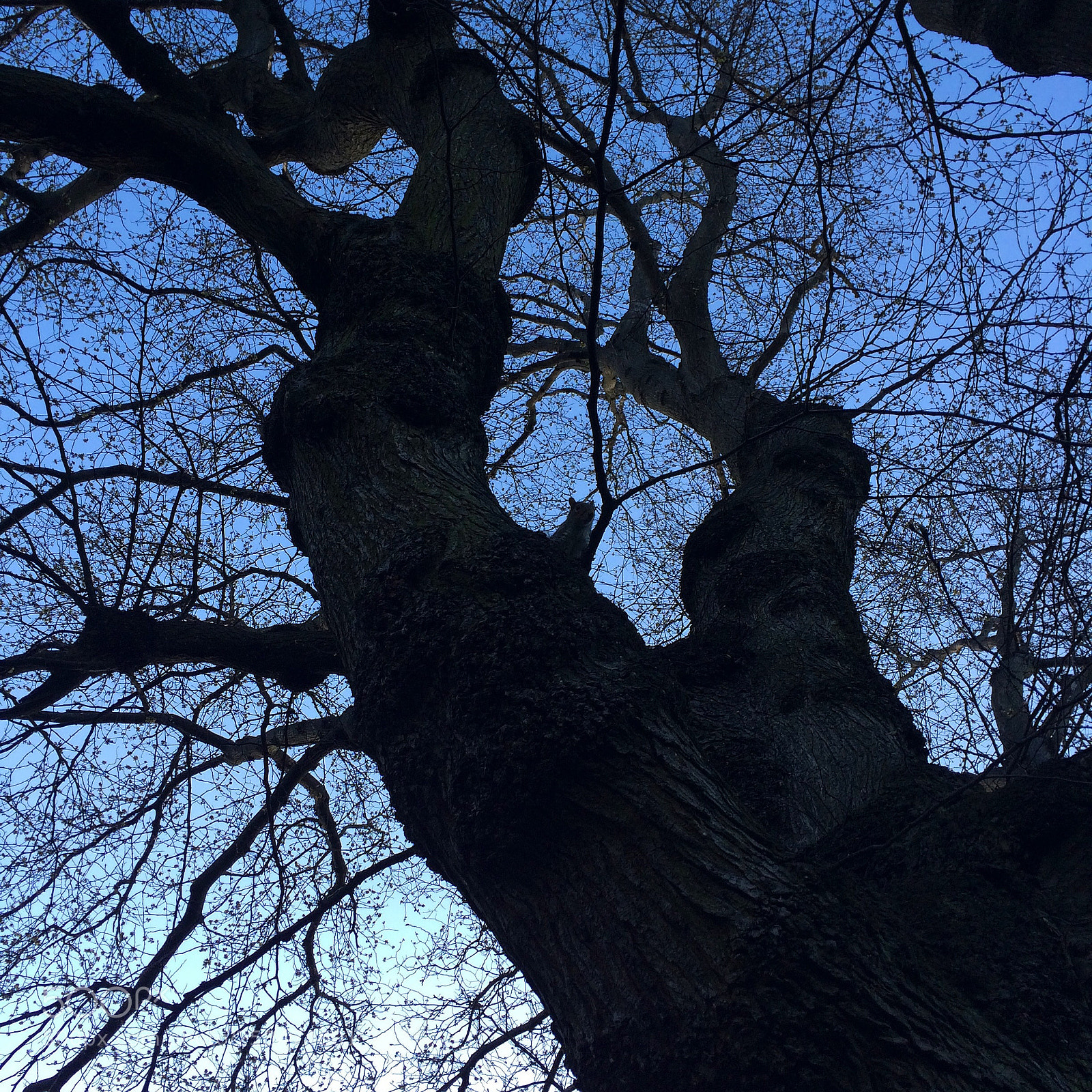 Apple iPhone 5s sample photo. Ou est l’écureuil ? photography