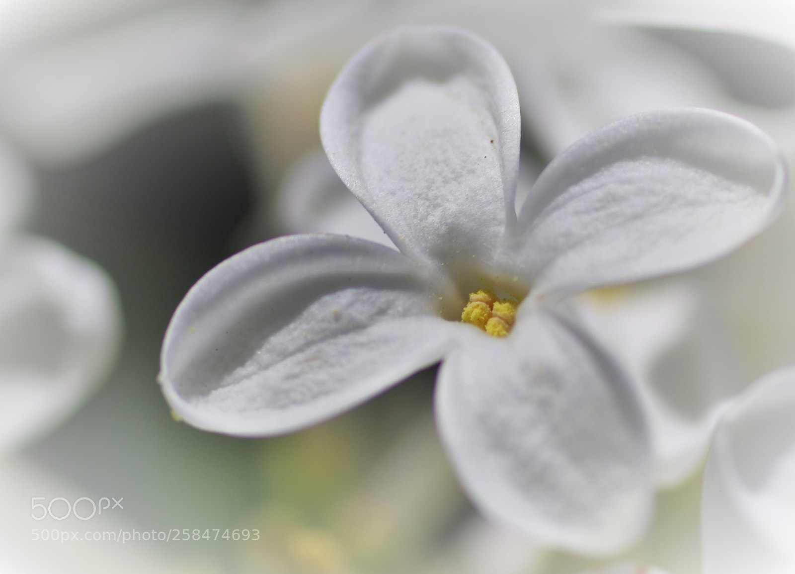 Canon EOS 7D Mark II sample photo. Pretty white lilac blossom () photography