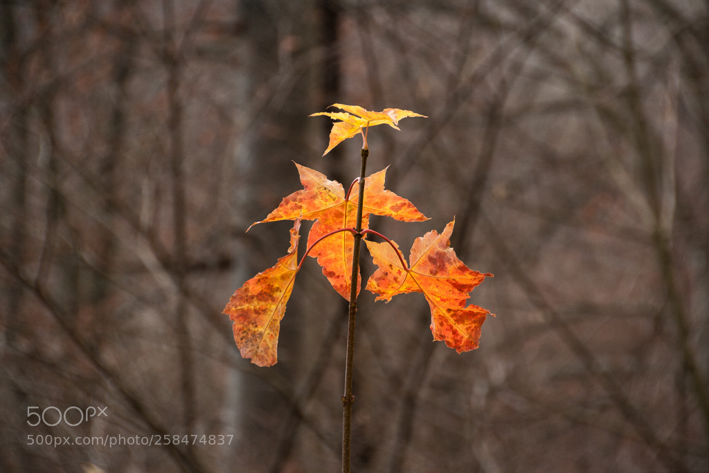 Canon EOS 1000D (EOS Digital Rebel XS / EOS Kiss F) sample photo. The sun is .. photography