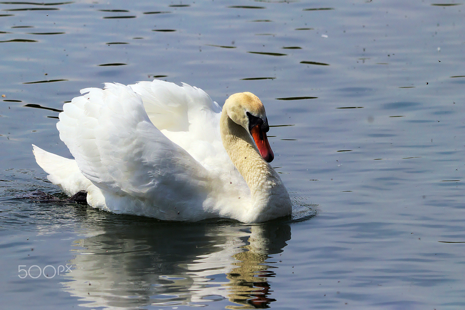Sigma 150-600mm F5-6.3 DG OS HSM | C sample photo. Swan photography