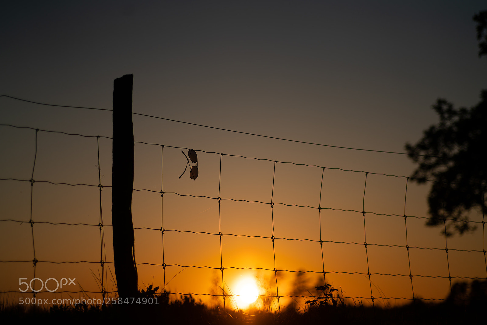 Sony a7R II sample photo. Hanging on the fence... photography