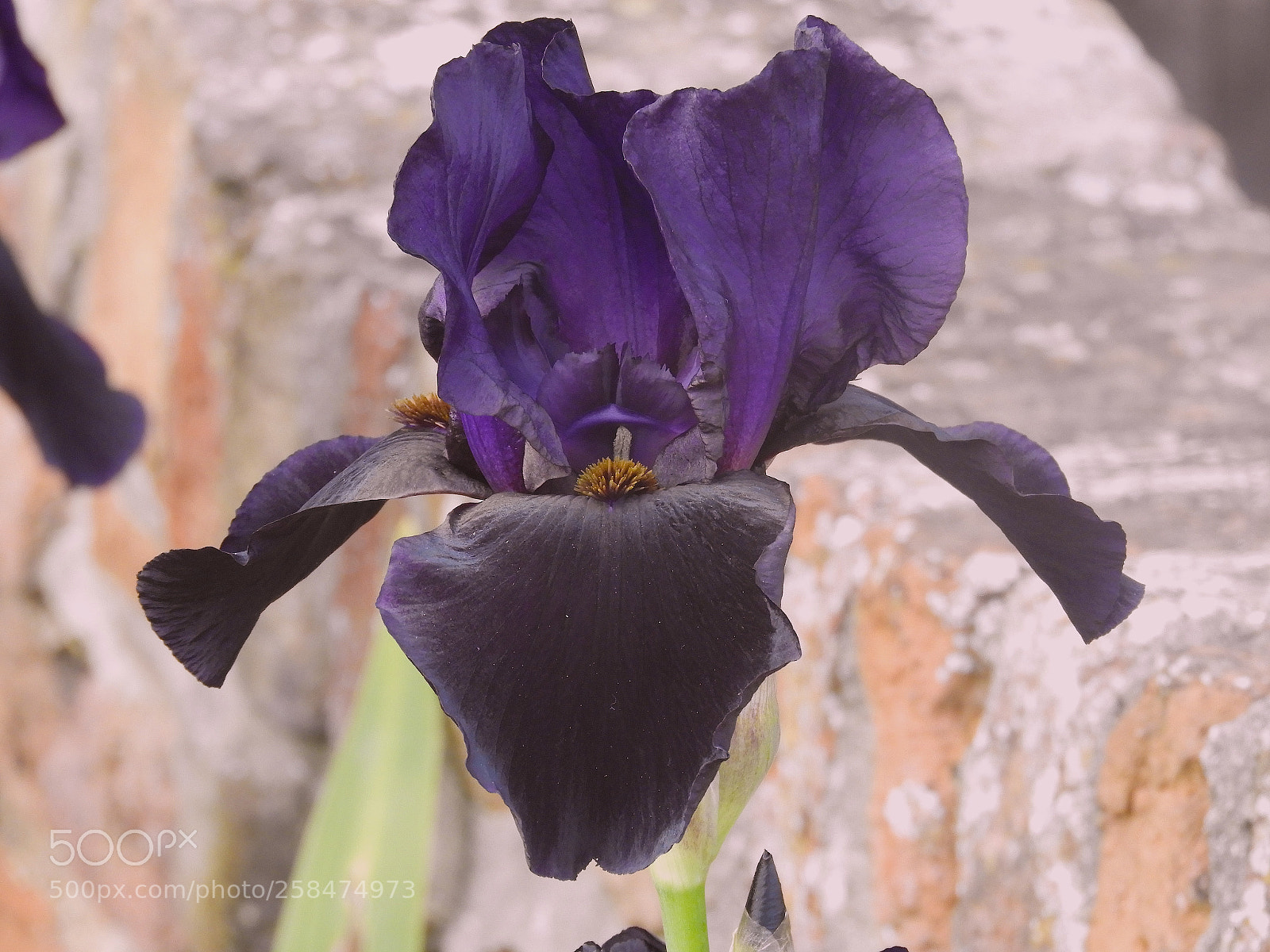 Nikon Coolpix B700 sample photo. Purple iris photography