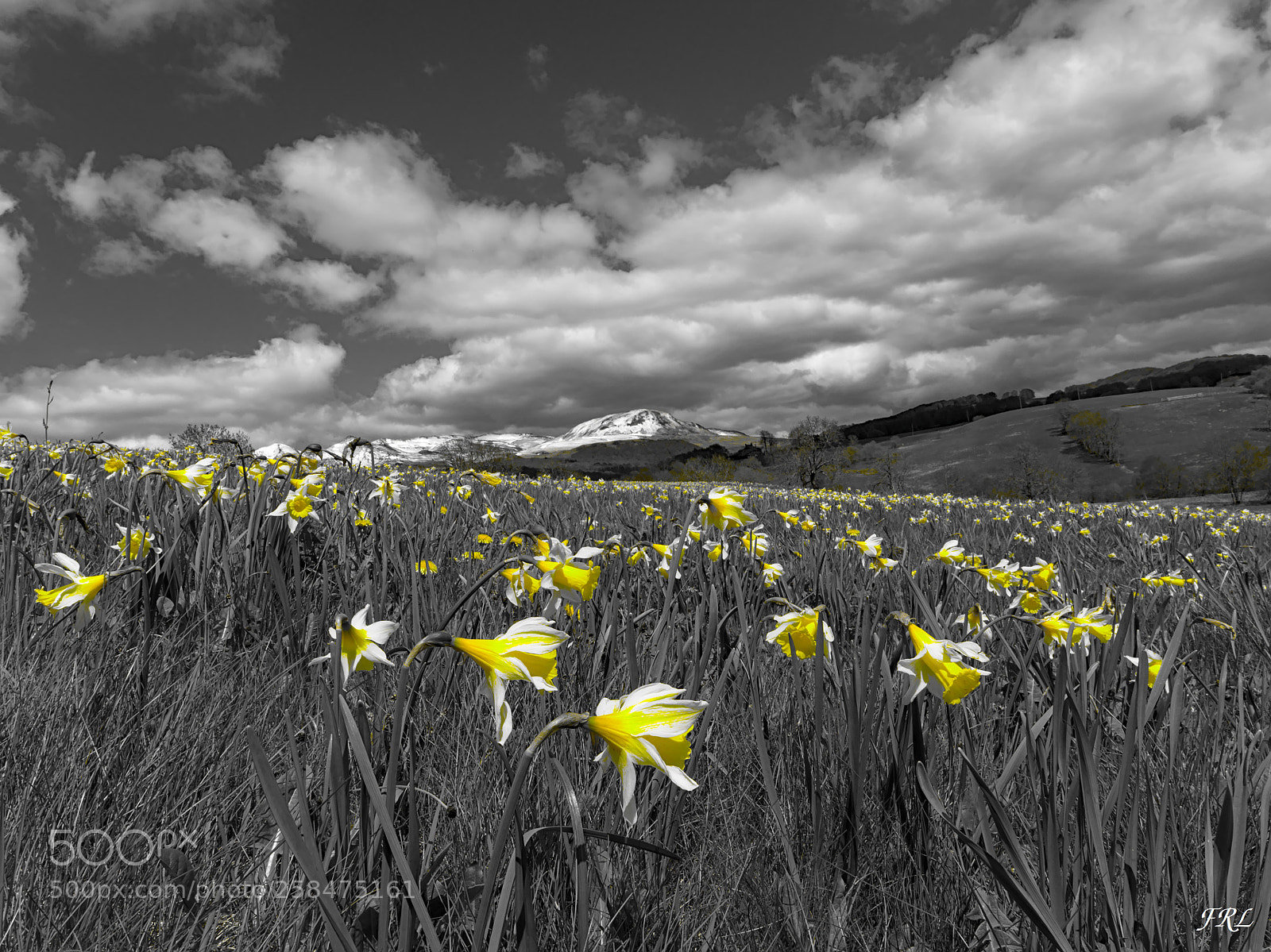 Olympus OM-D E-M10 sample photo. Jonquil photography