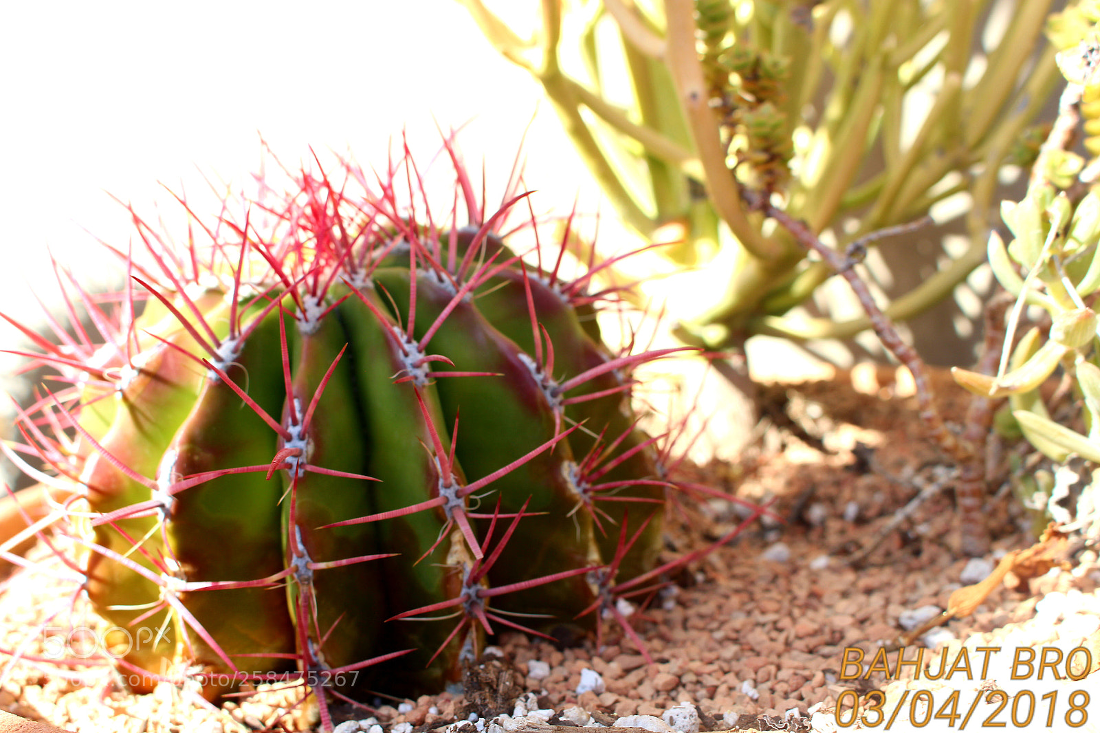 Canon EOS 100D (EOS Rebel SL1 / EOS Kiss X7) sample photo. Same spot from last photography